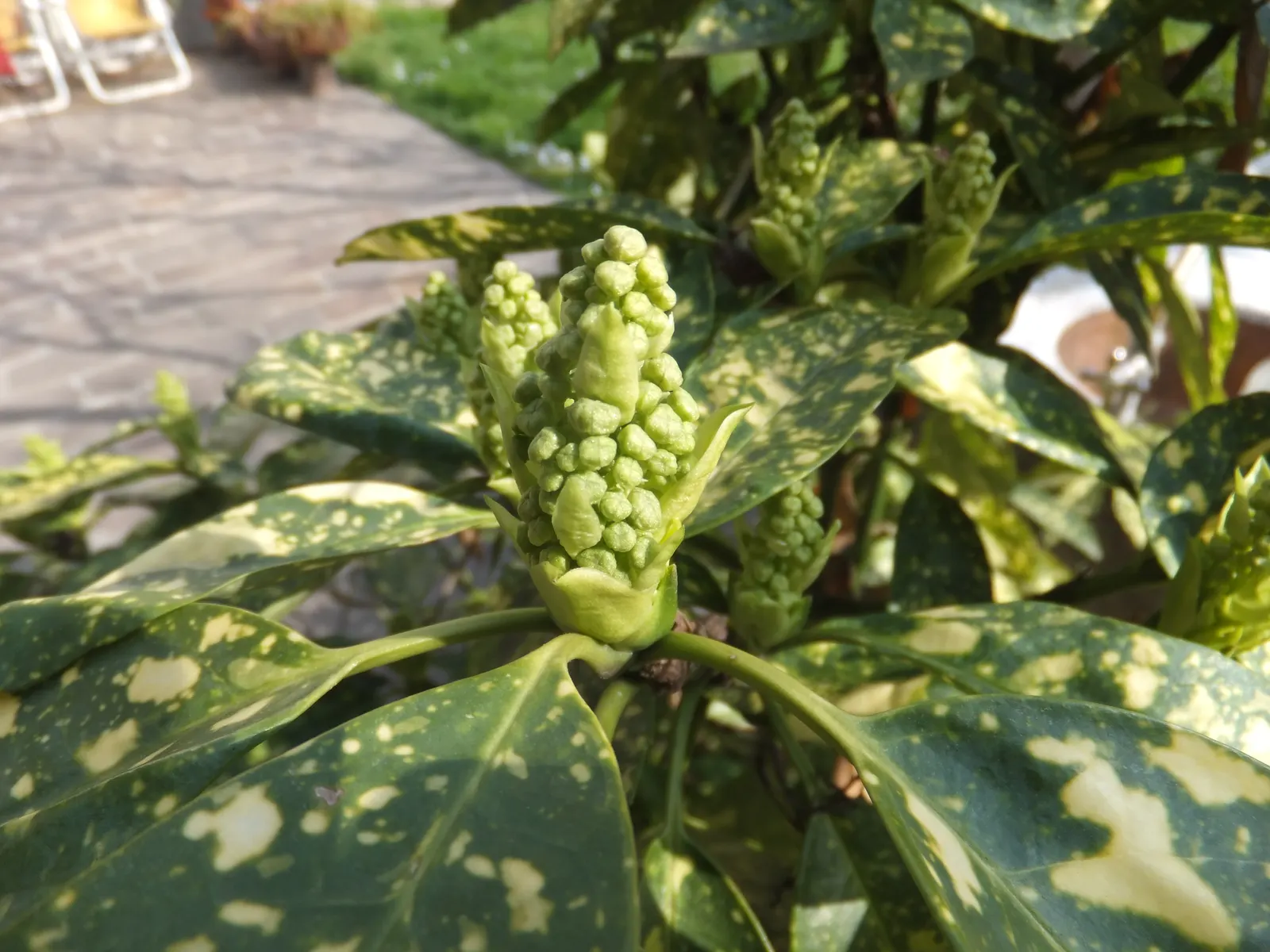 Japanese Aucuba (Aucuba Japonica) — making it suitable for city gardens.<br><br>When incorporating Aucuba japonica into a landscape design; shrub for deep