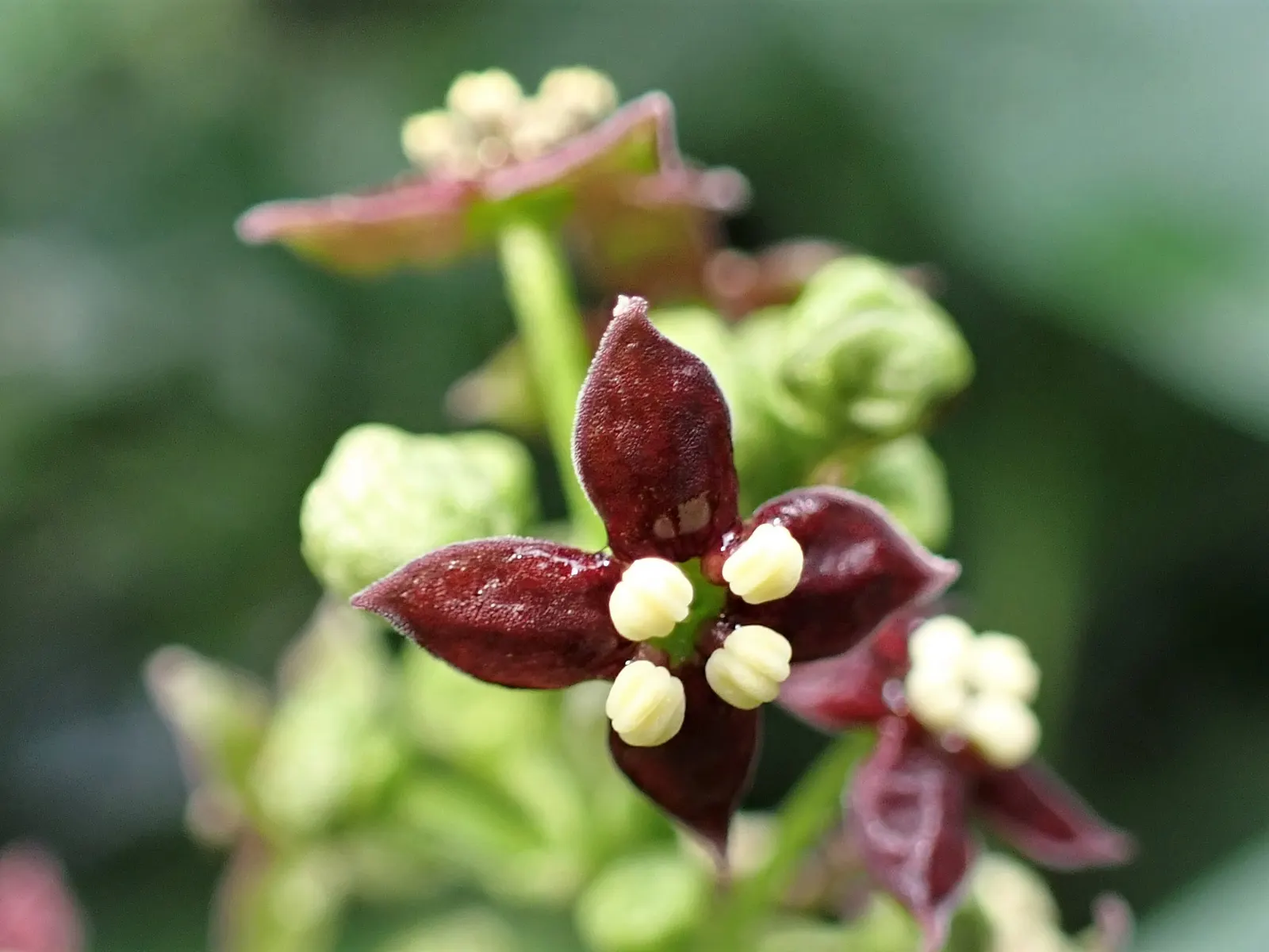 Japanese Aucuba (Aucuba Japonica) — Japanese Aucuba (Aucuba japonica); this hardy plant typically reaches 6 to 10 feet in height and spreads 5 to 9 feet
