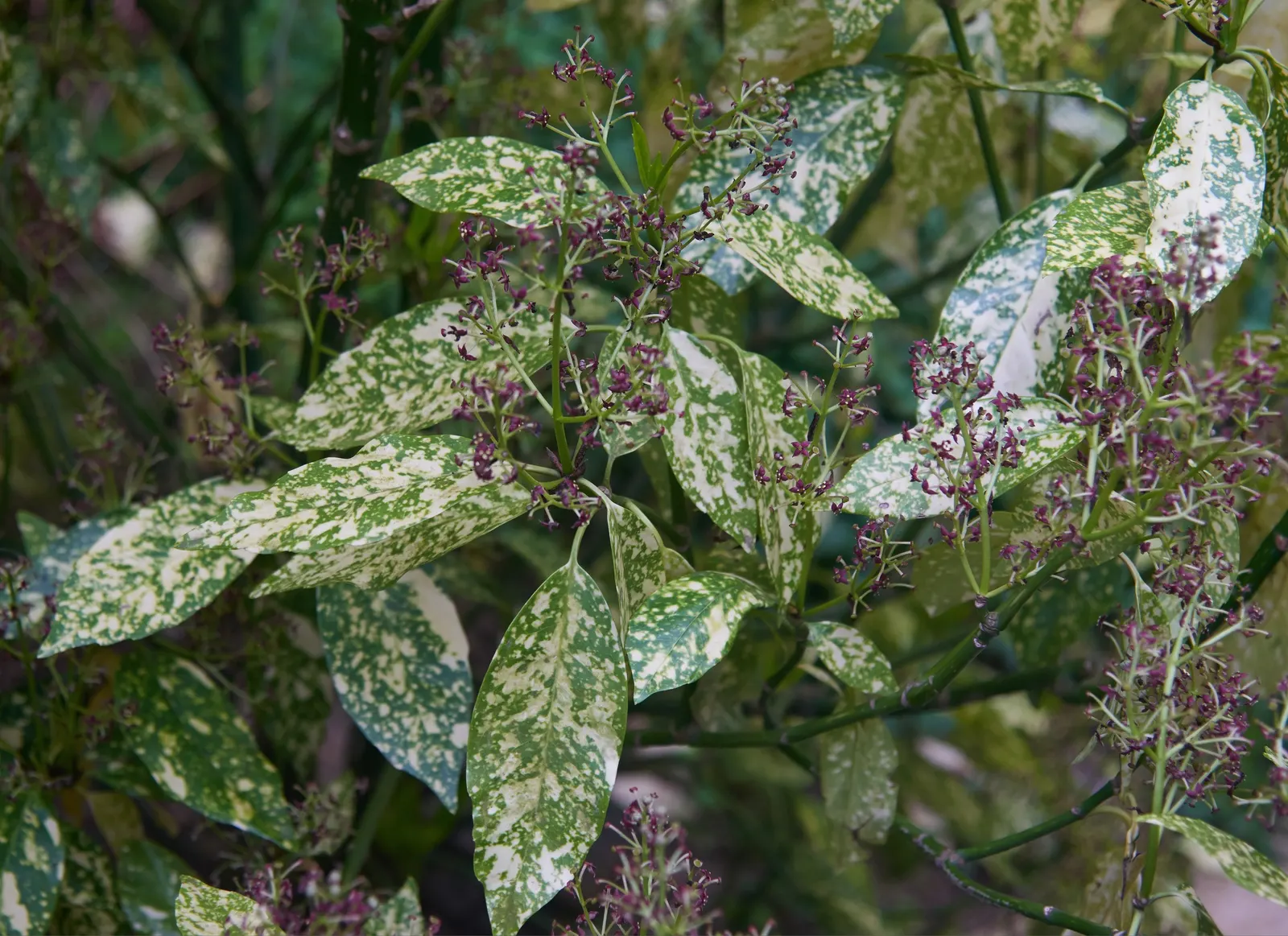 Japanese Aucuba (Aucuba Japonica) — It is relatively low-maintenance