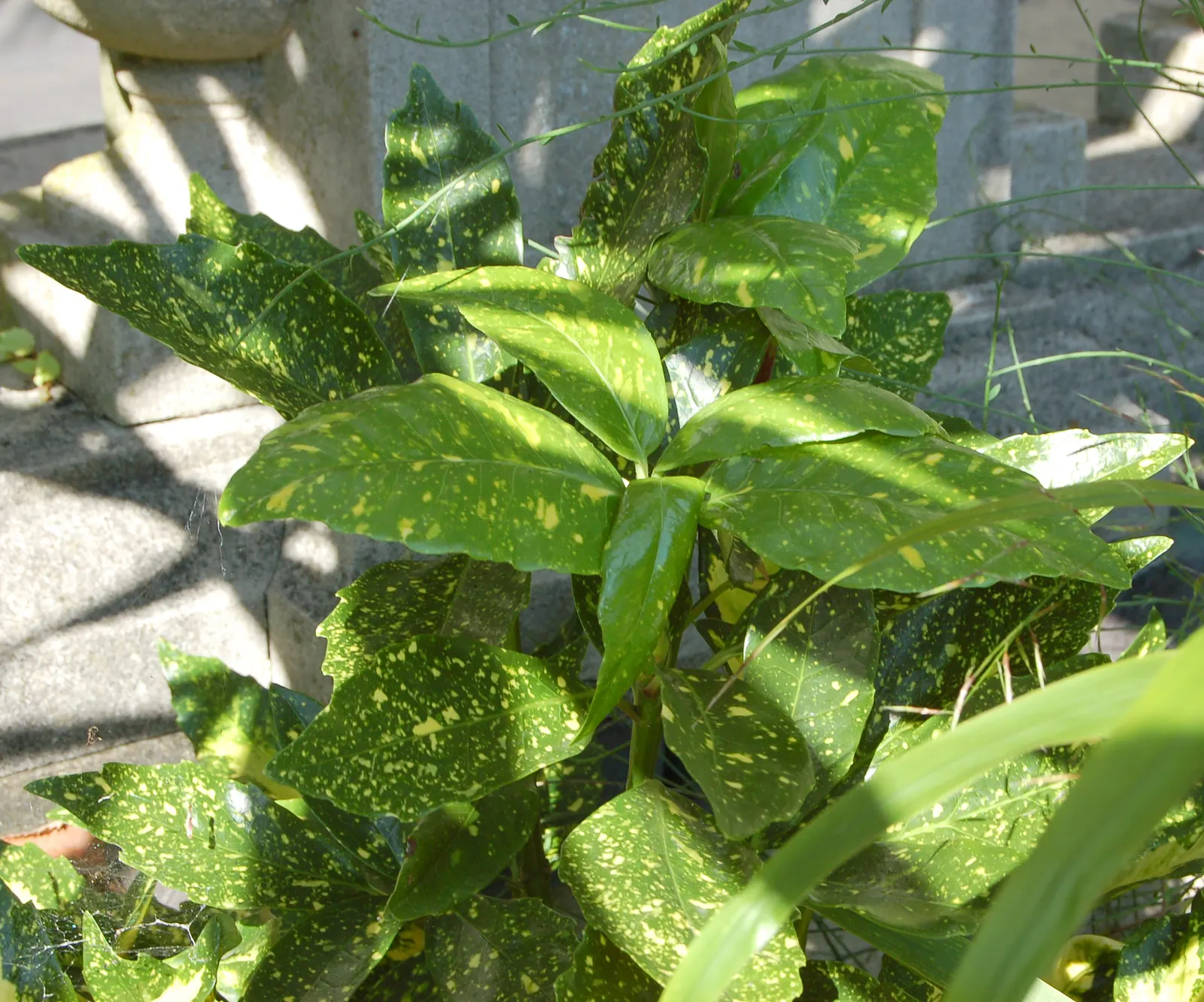 Japanese Aucuba (Aucuba Japonica) — making it ideal for those challenging dimly lit areas where other plants may struggle; it prefers partial to full shade and