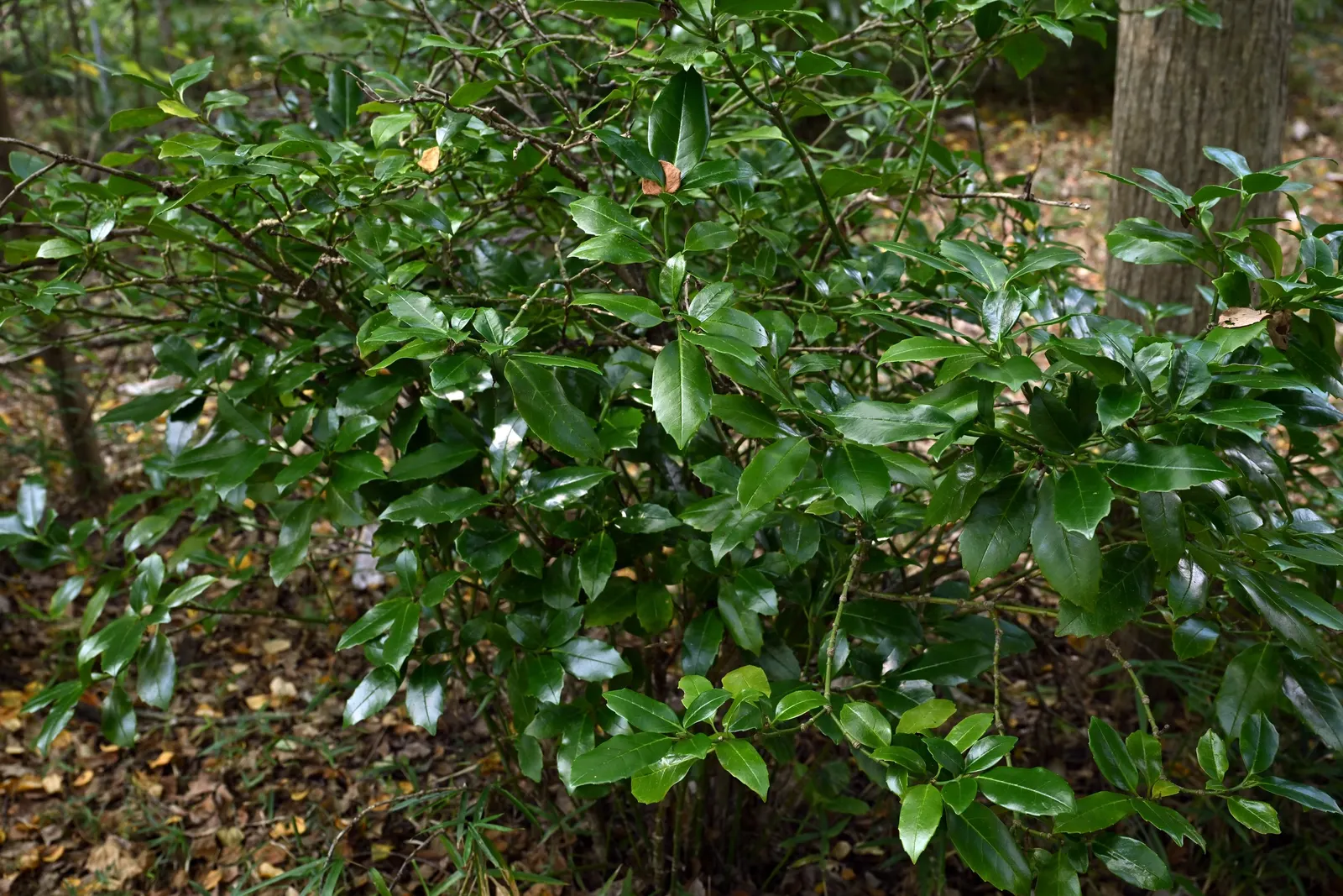 Japanese Aucuba (Aucuba Japonica) — Aucuba is also quite drought-tolerant once established