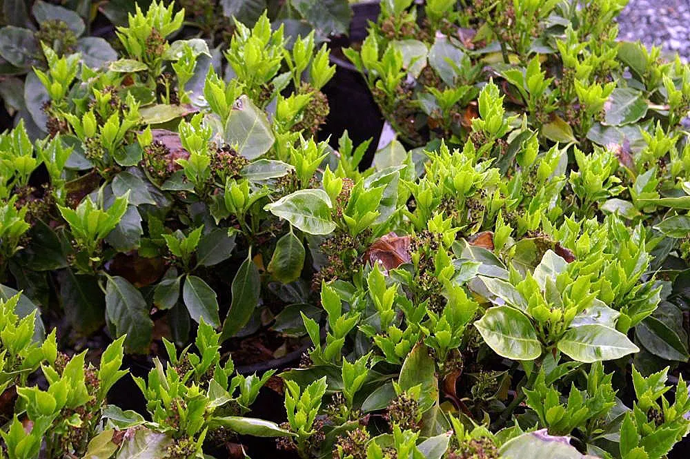 Japanese Aucuba (Aucuba Japonica) — leathery leaves can reach up to 8 inches long and are a deep green; aucuba is also quite drought-tolerant once established