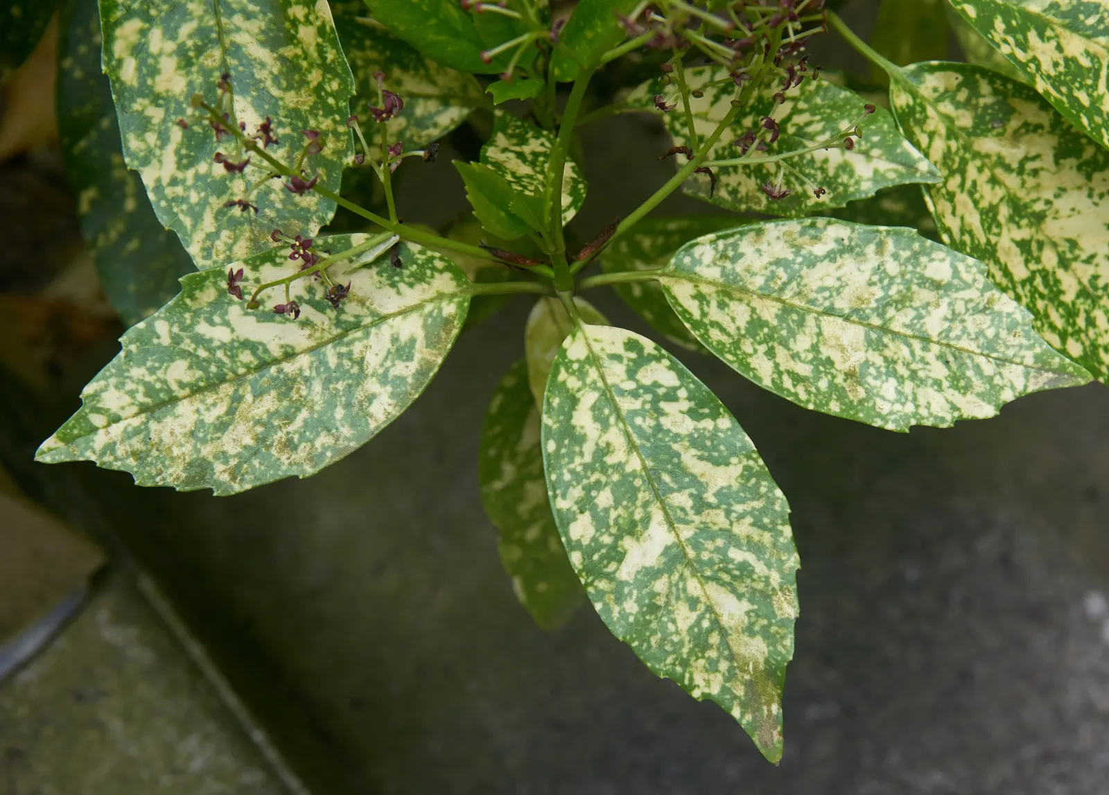 Japanese Aucuba (Aucuba Japonica) — inconspicuous purplish flowers may appear; it is an excellent choice for creating focal points or for use as a handsome