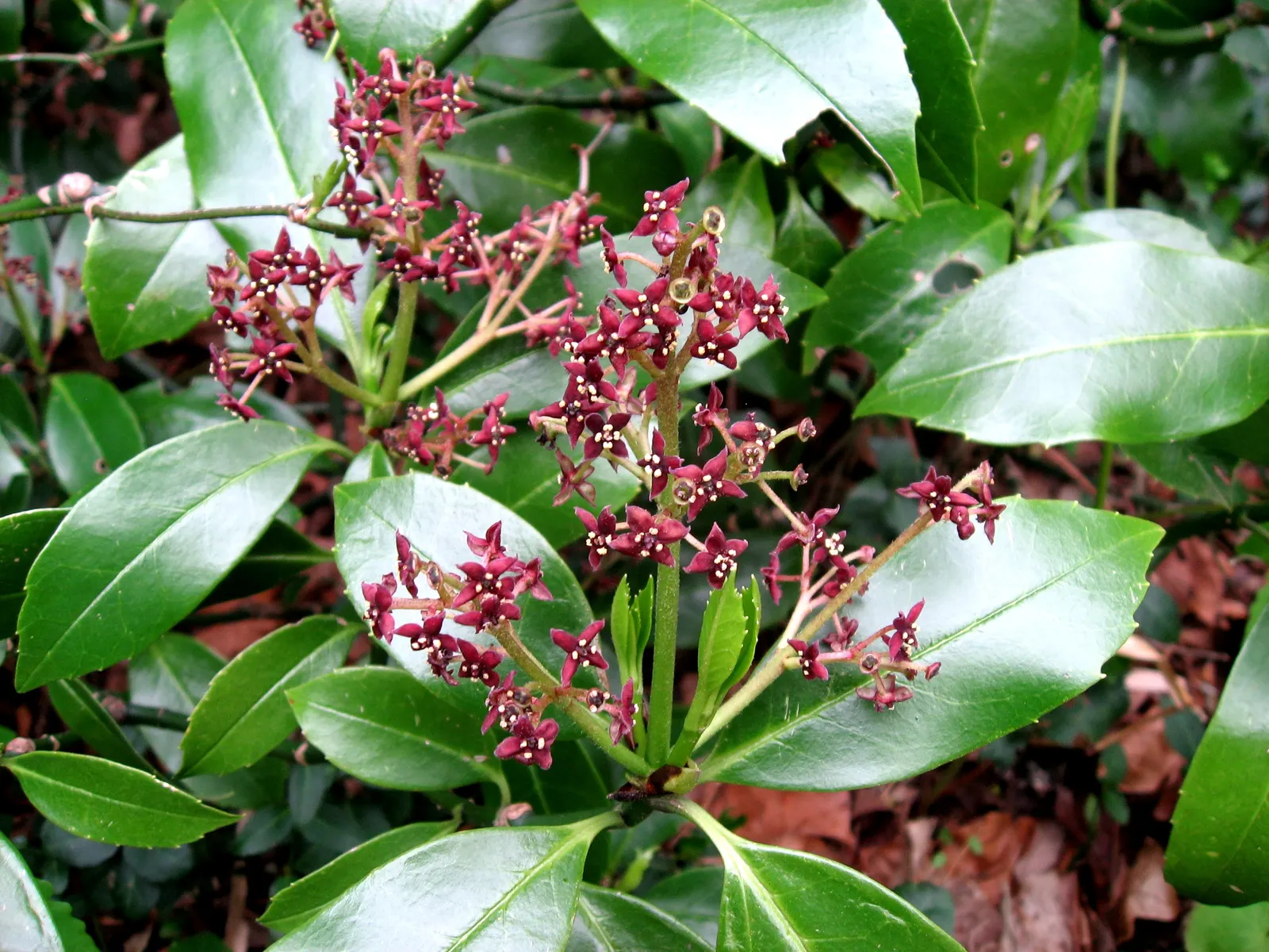 Japanese Aucuba (Aucuba Japonica) — often speckled with eye-catching yellow spots