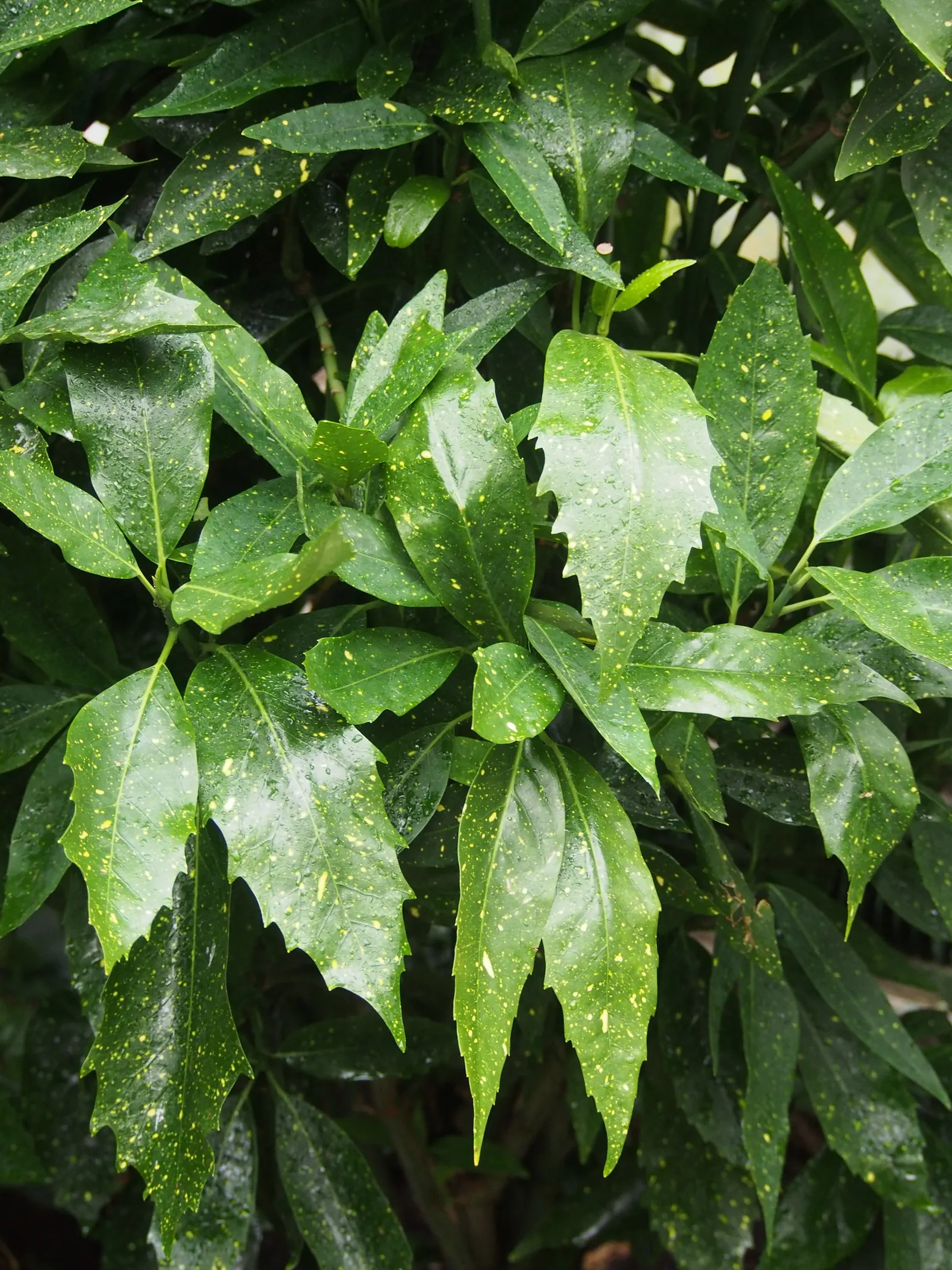 Japanese Aucuba (Aucuba Japonica) — With a mature height and spread of about 6 to 10 feet; it is a versatile and hardy addition that thrives in, image 61