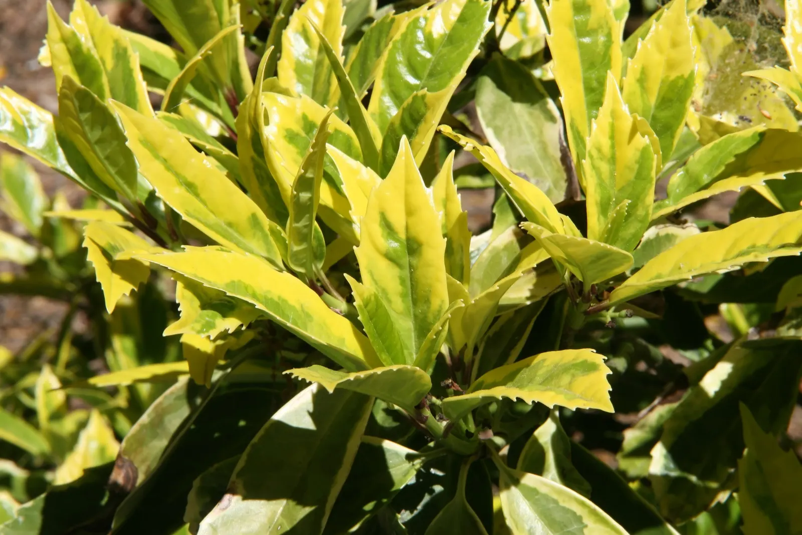 Japanese Aucuba (Aucuba Japonica) — Aucuba is also quite drought-tolerant once established; its dramatic foliage provides stunning contrast against lighter