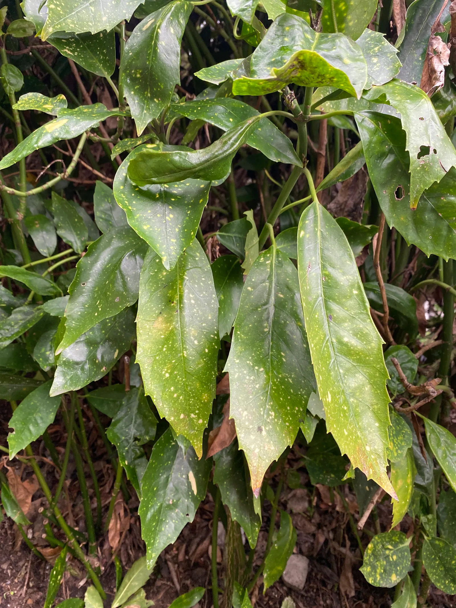 Japanese Aucuba (Aucuba Japonica) — It grows best in part to full shade