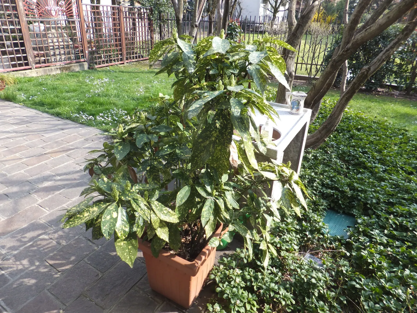Japanese Aucuba (Aucuba Japonica) — Japanese Aucuba (Aucuba japonica); this hardy plant typically reaches 6 to 10 feet in height and spreads 5 to 9, image 79