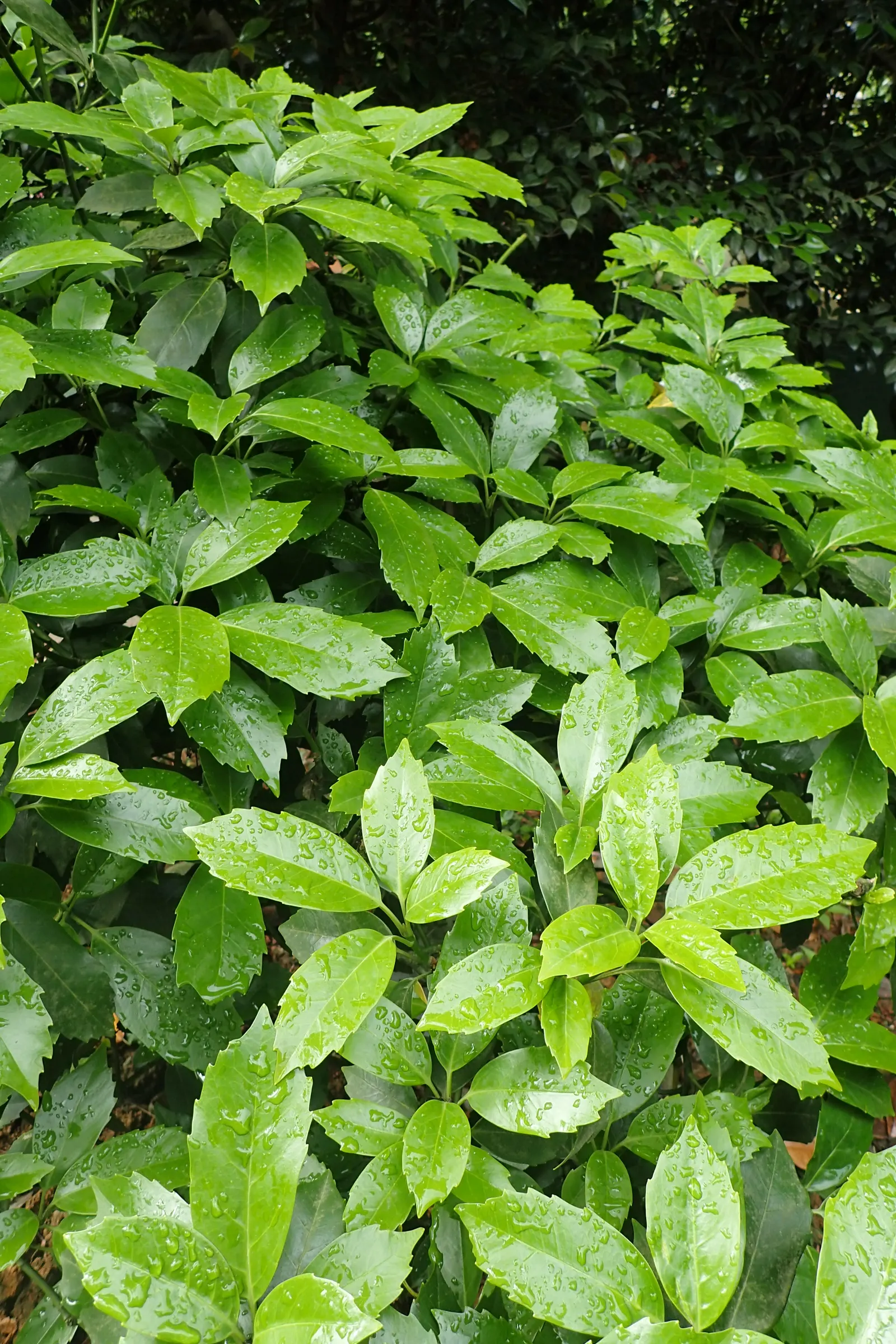 Japanese Aucuba (Aucuba Japonica) — Commonly known as the 'Gold Dust Plant' for its splattered golden variegation; consider its preference for shelter from