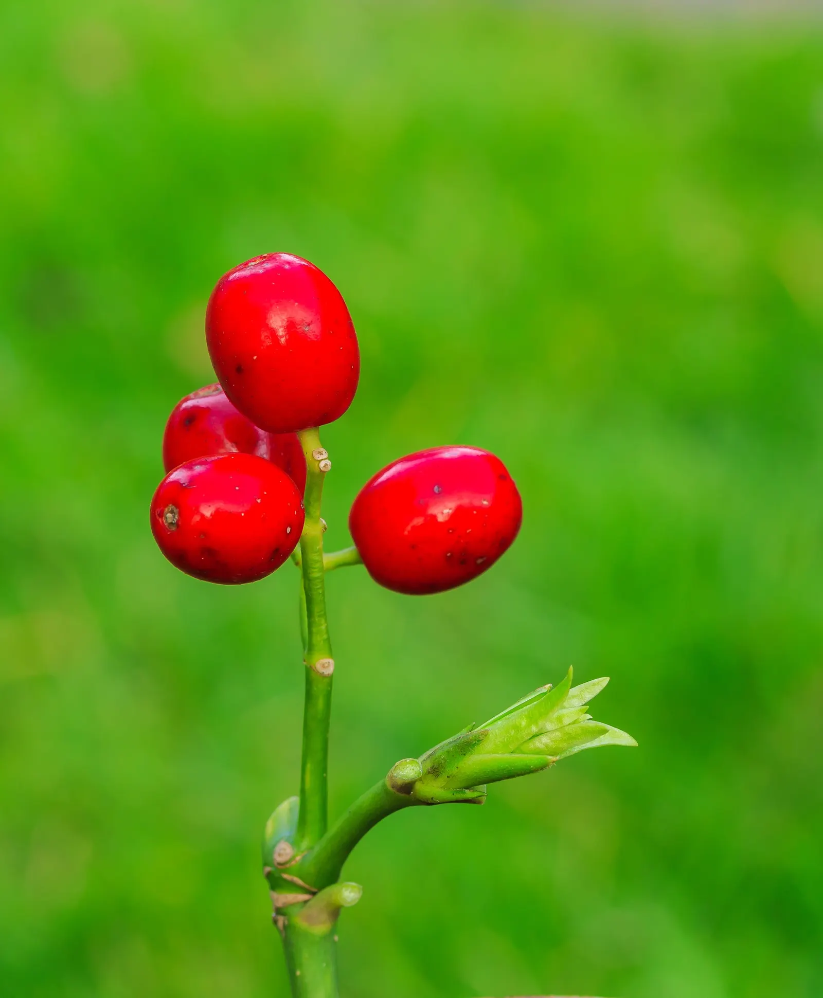 Japanese Aucuba (Aucuba Japonica) — It prefers partial to full shade and well-drained soil; is a striking evergreen shrub that adds a touch of, image 57