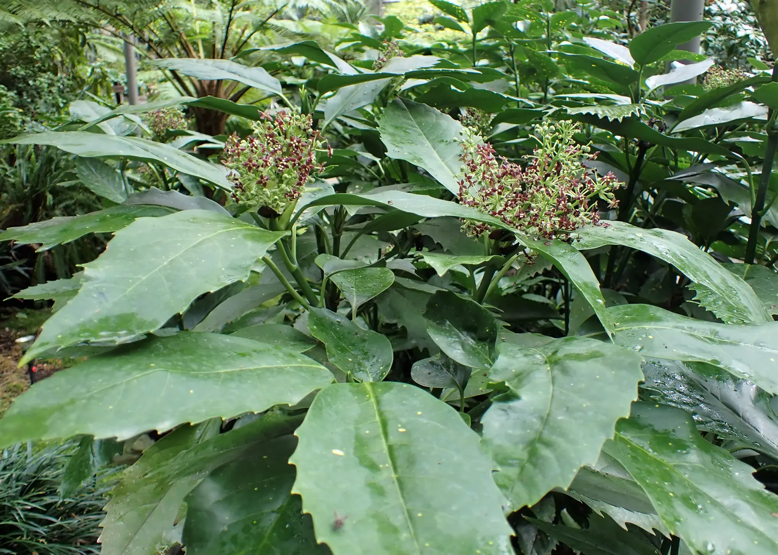 Japanese Aucuba (Aucuba Japonica) — This hardy plant typically reaches 6 to 10 feet in height and spreads 5 to 9 feet; shrub with purple and red, image 56