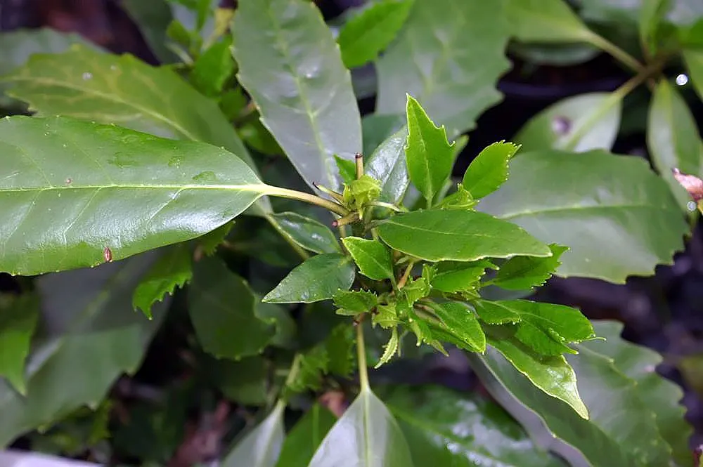 Japanese Aucuba (Aucuba Japonica) — is a striking evergreen shrub that adds a touch of exotic elegance to any landscape; inconspicuous purplish, image 58