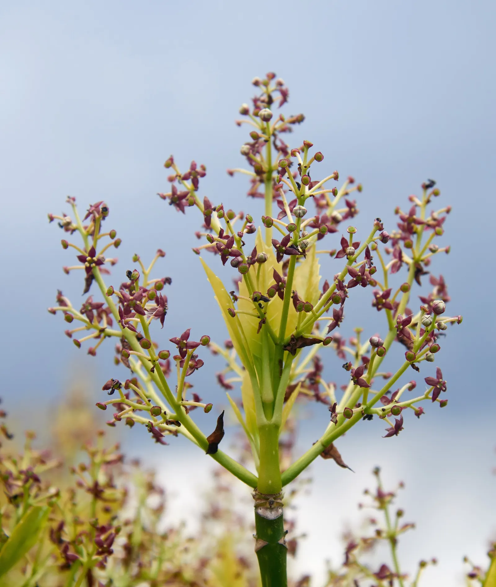 Japanese Aucuba (Aucuba Japonica) — it is a versatile and hardy addition that thrives in USDA zones 7 through 10; japanese Aucuba (Aucuba japonica)