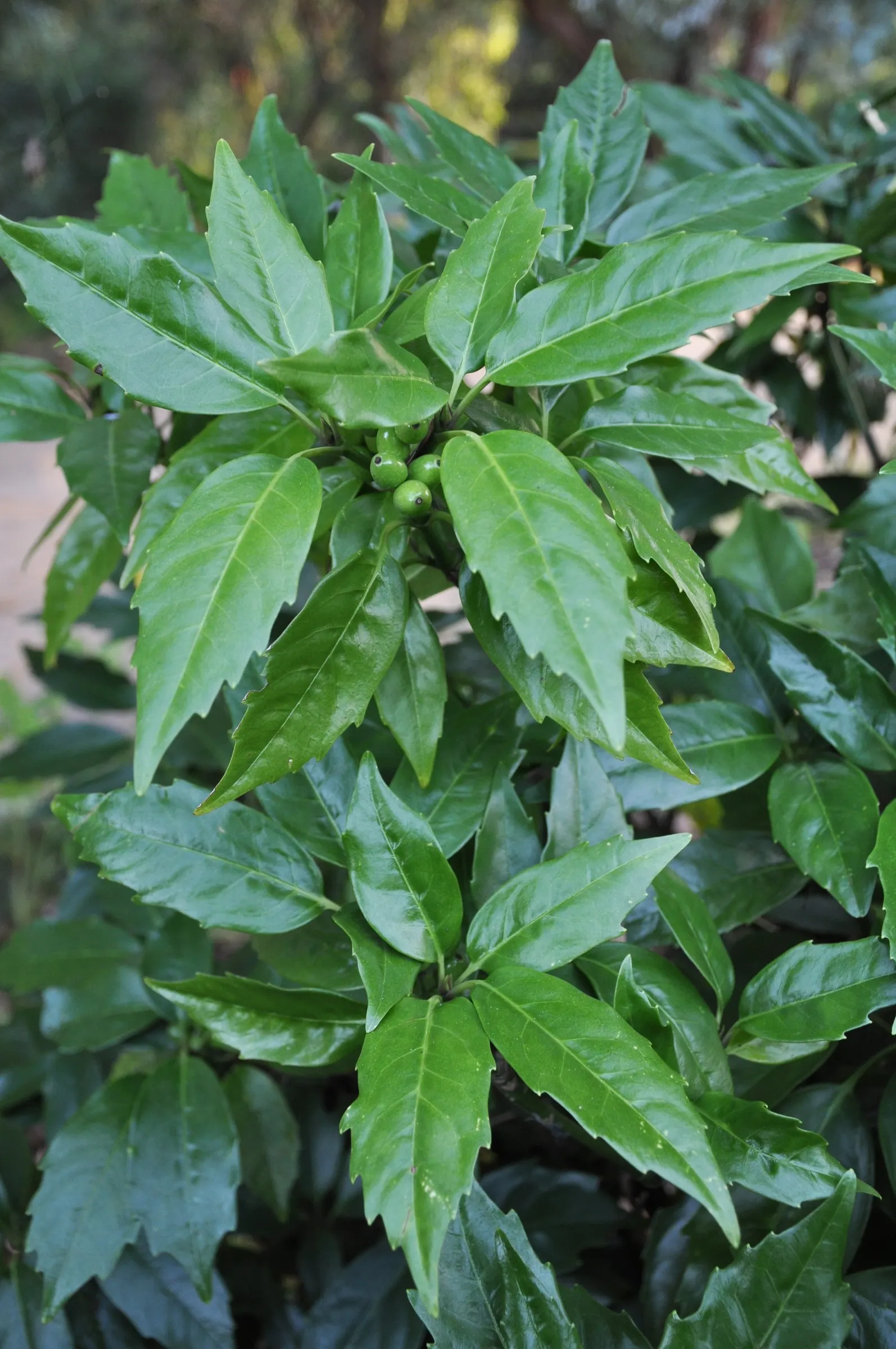 Japanese Aucuba (Aucuba Japonica) — consider its preference for shelter from harsh winds and its moderate growth rate; commonly known as the 'Gold, image 72