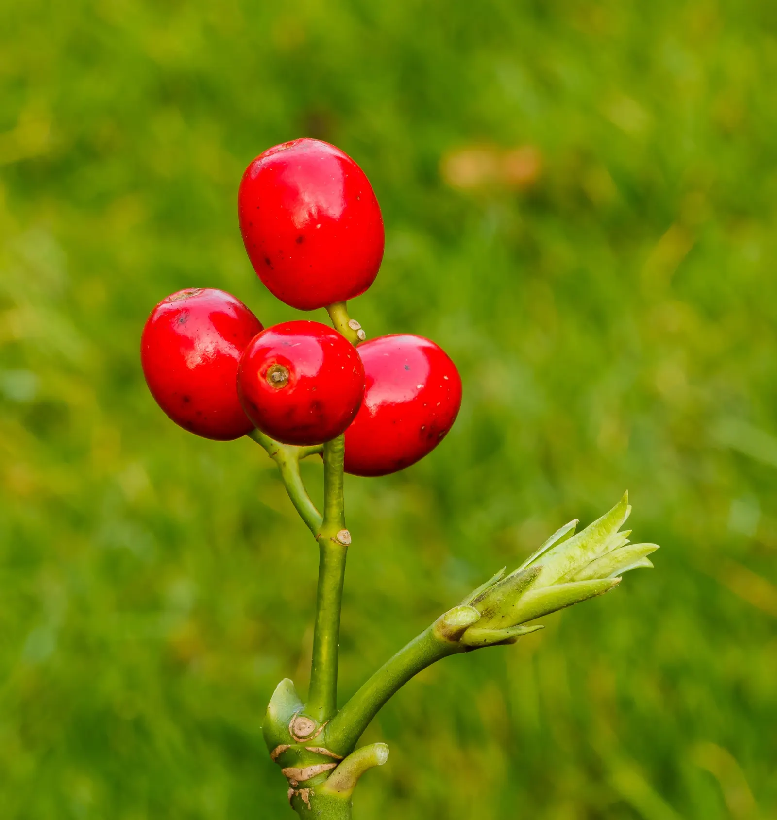 Japanese Aucuba (Aucuba Japonica) — shrub for deep shade or half or shade