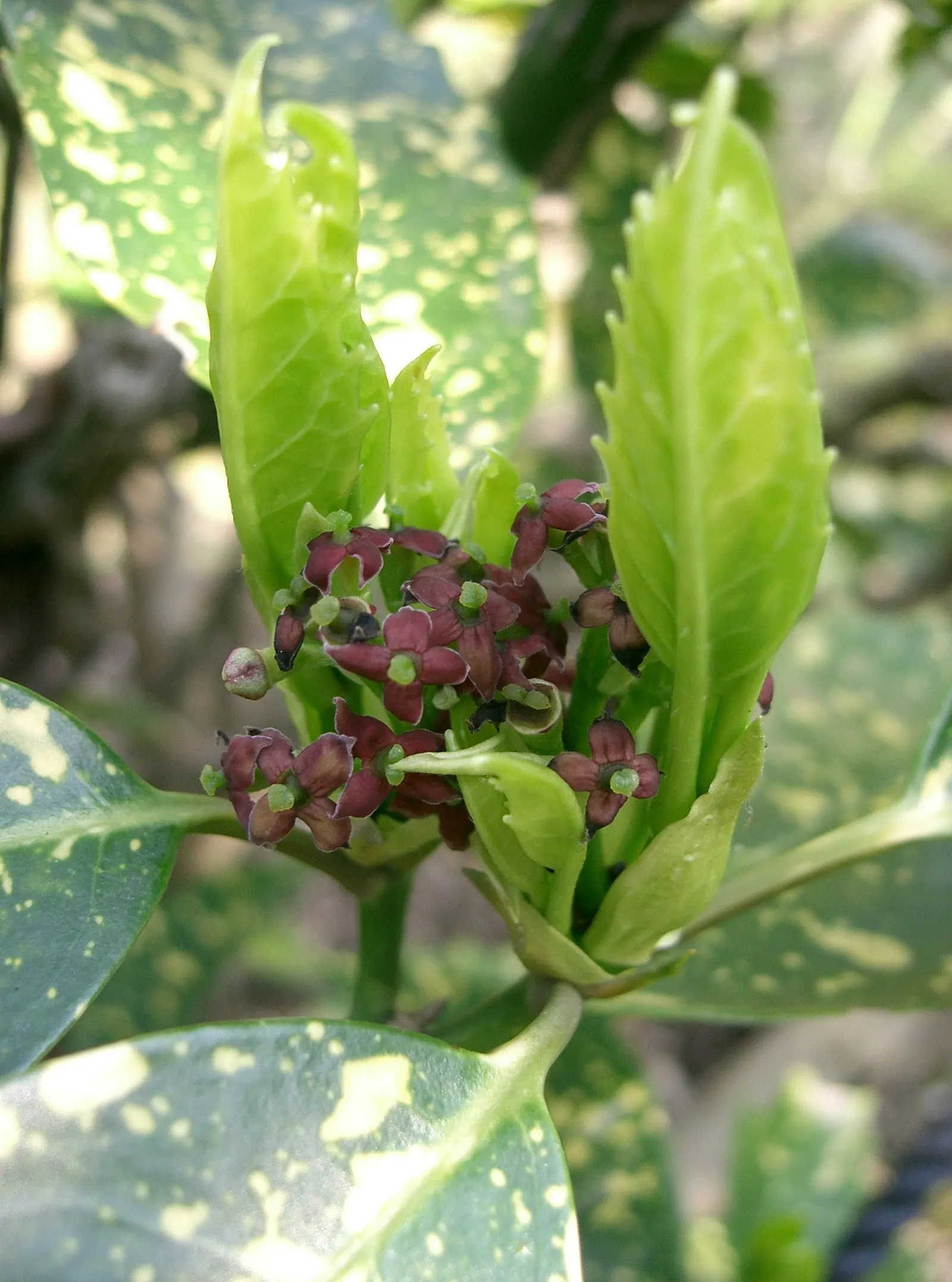 Japanese Aucuba (Aucuba Japonica) — With a mature height and spread of about 6 to 10 feet