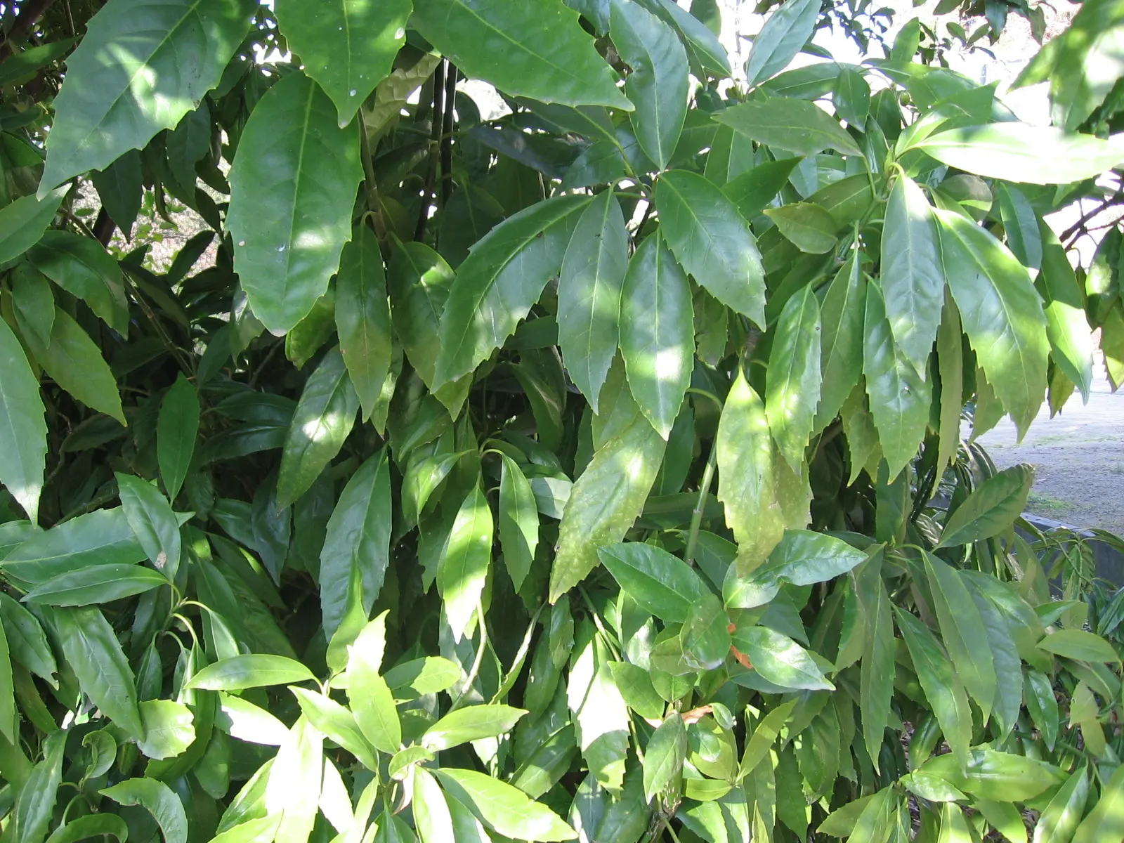 Japanese Aucuba (Aucuba Japonica) — also known as Gold Dust Plant