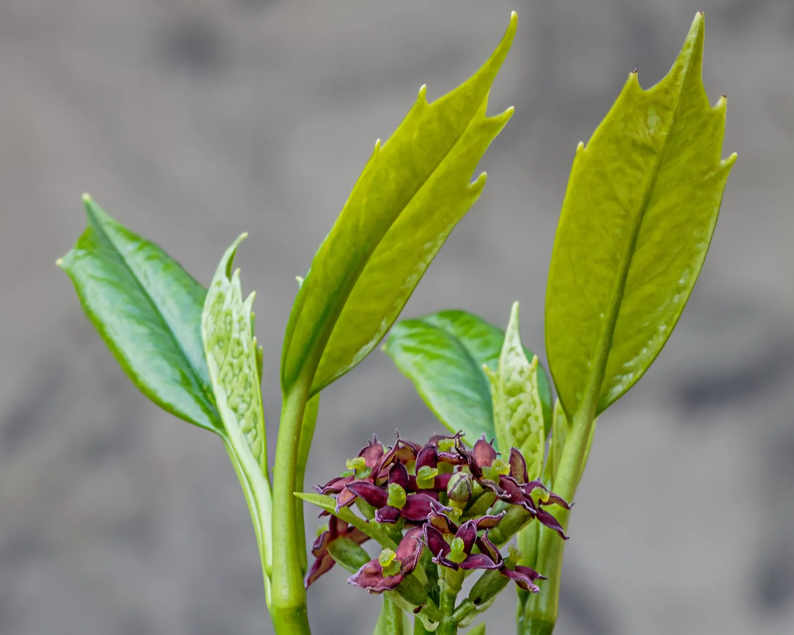 Japanese Aucuba (Aucuba Japonica) — glossy green leaves speckled with golden yellow dots; requiring minimal pruning to maintain its shape and can handle urban