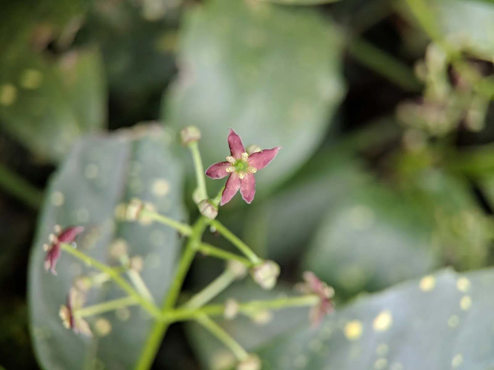 Japanese Aucuba (Aucuba Japonica) — This hardy plant typically reaches 6 to 10 feet in height and spreads 5 to 9 feet; shrub with purple and red blooms