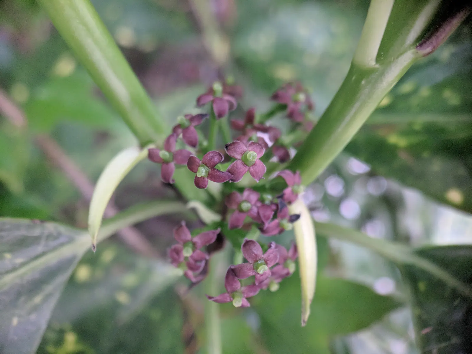 Japanese Aucuba (Aucuba Japonica) — making it ideal for those challenging dimly lit areas where other plants may struggle; it prefers partial to, image 68