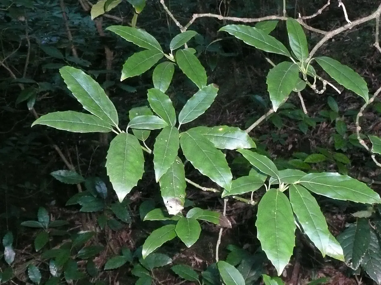 Japanese Aucuba (Aucuba Japonica) — With a mature height and spread of about 6 to 10 feet; it is a versatile and hardy addition that thrives in USDA zones 7