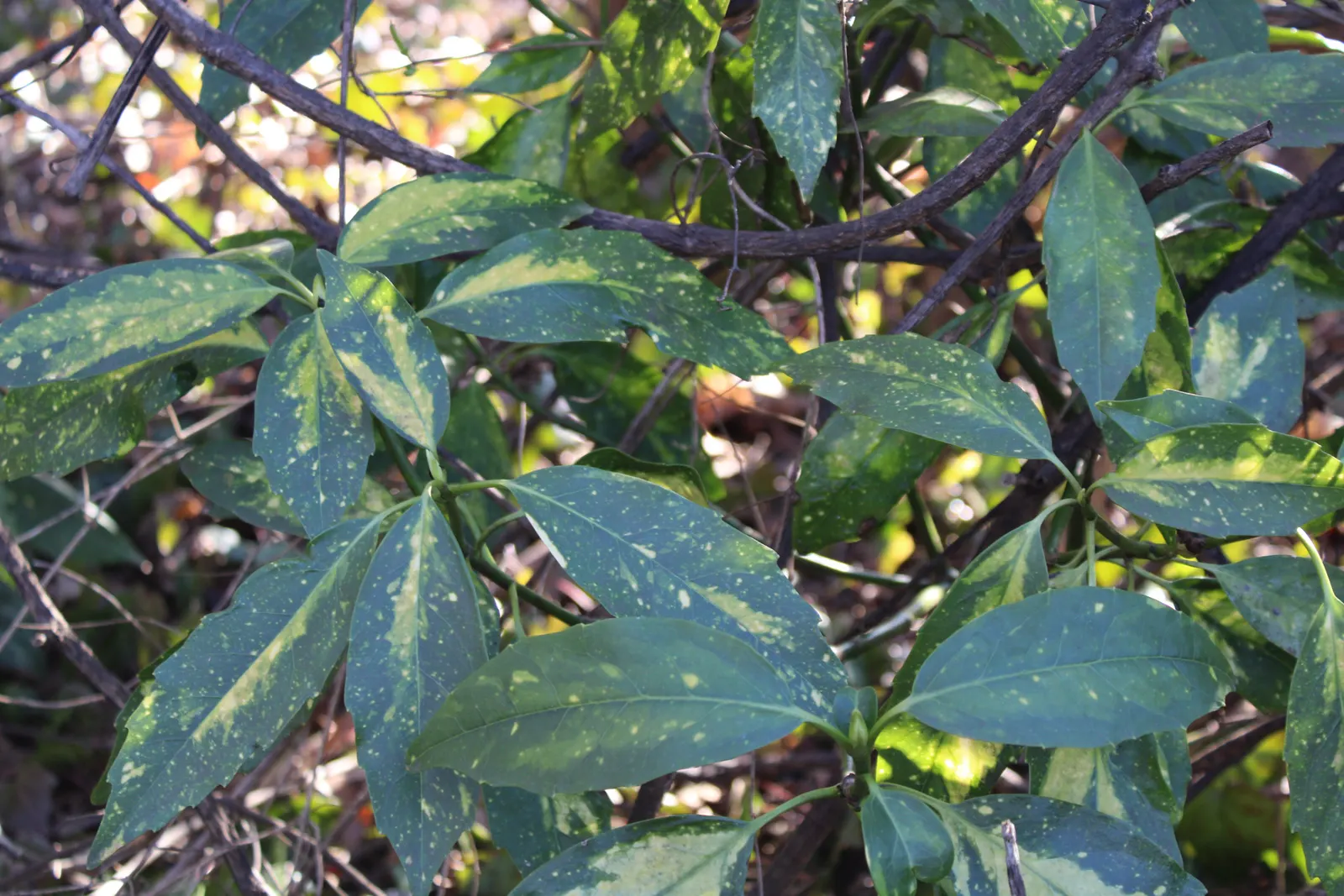 Japanese Aucuba (Aucuba Japonica) — It is relatively low-maintenance; often speckled with eye-catching yellow spots, image 69