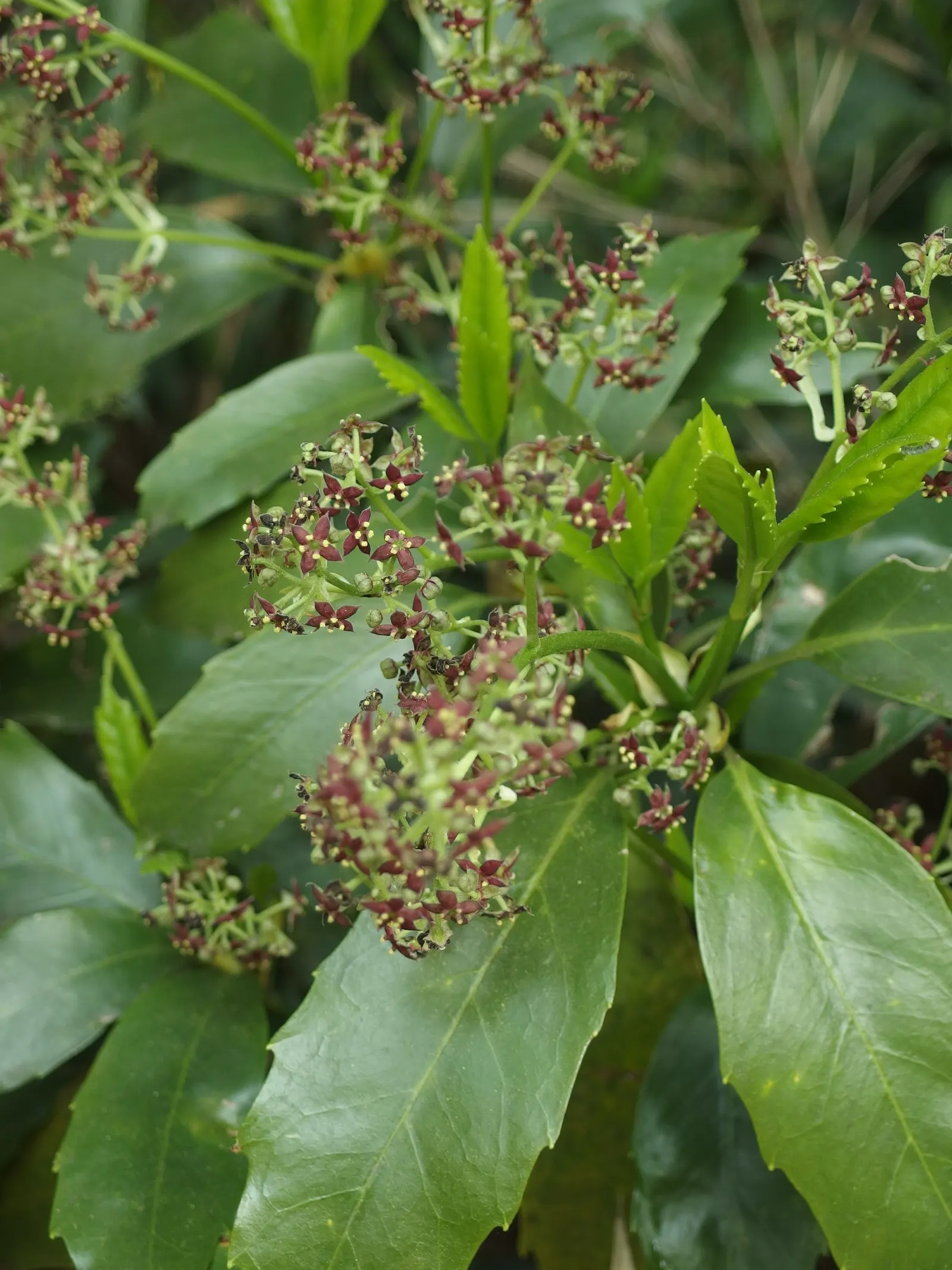 Japanese Aucuba (Aucuba Japonica) — is a striking evergreen shrub that adds a touch of exotic elegance to any landscape; inconspicuous purplish, image 84