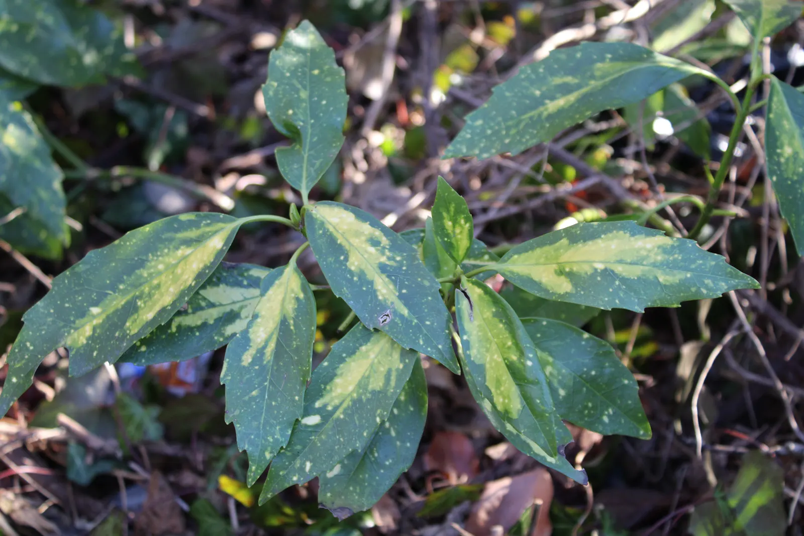 Japanese Aucuba (Aucuba Japonica) — This hardy plant typically reaches 6 to 10 feet in height and spreads 5 to 9 feet; shrub with purple and red, image 82