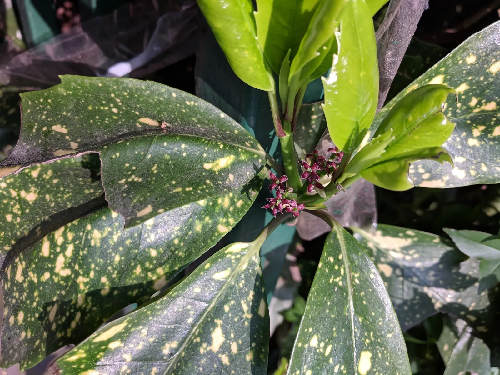 Japanese Aucuba (Aucuba Japonica) — Aucuba is also quite drought-tolerant once established; its dramatic foliage provides stunning contrast against, image 74