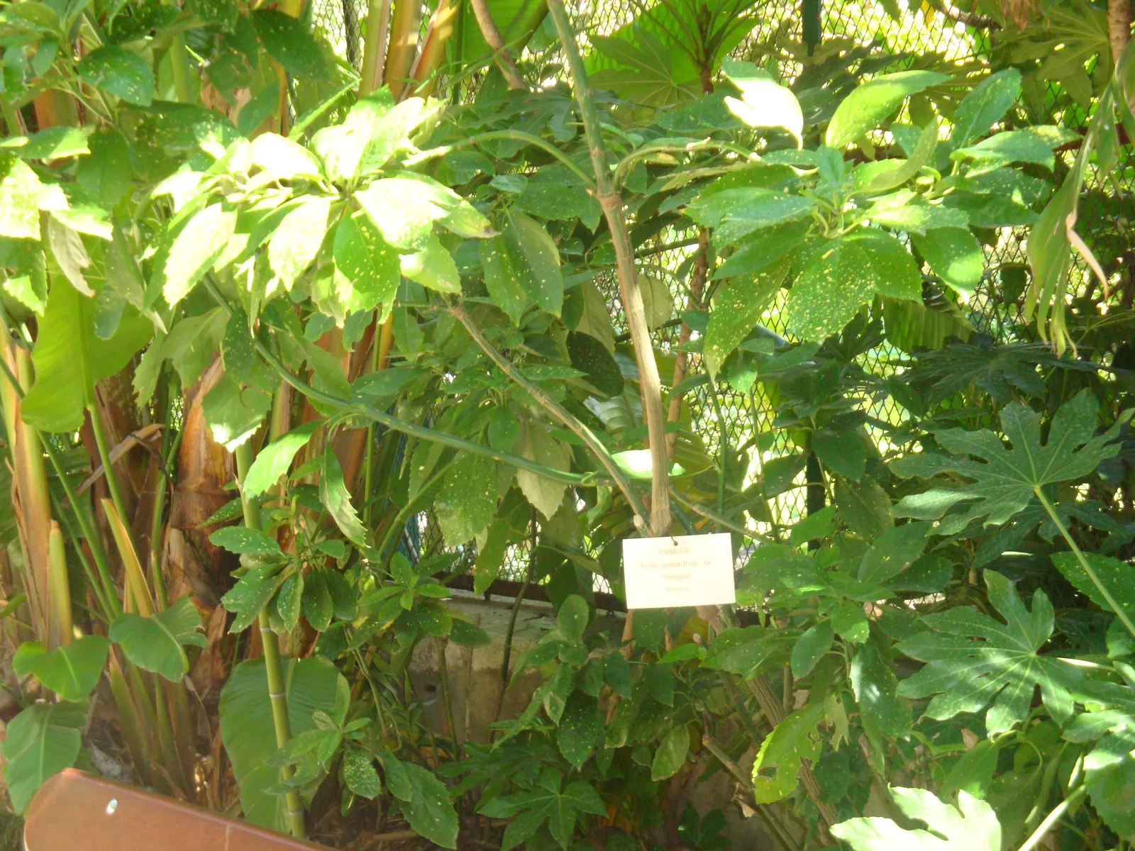 Japanese Aucuba (Aucuba Japonica) — making it ideal for those challenging dimly lit areas where other plants may struggle