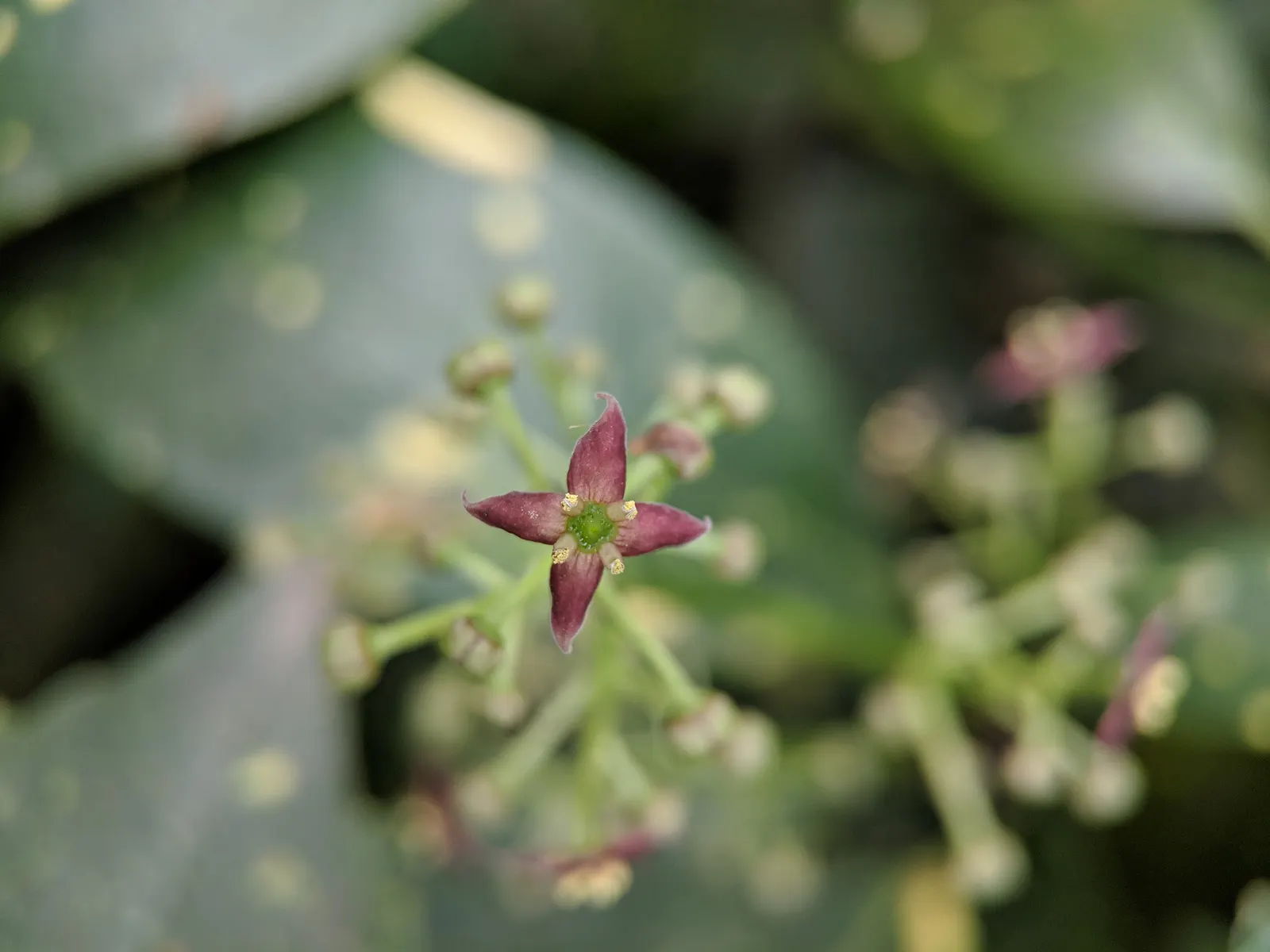 Japanese Aucuba (Aucuba Japonica) — It prefers partial to full shade and well-drained soil; is a striking evergreen shrub that adds a touch of, image 83