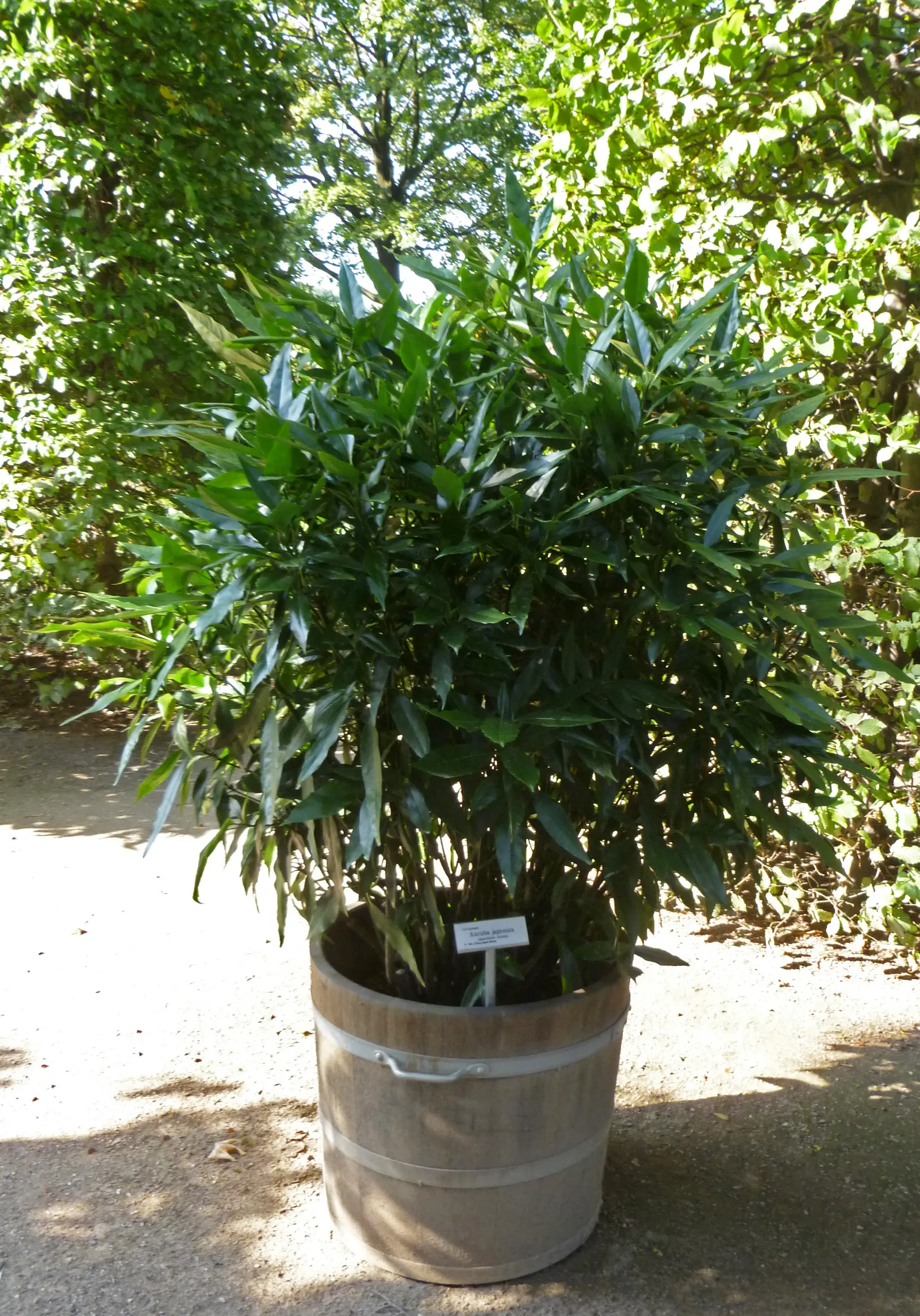 Japanese Aucuba (Aucuba Japonica) — inconspicuous purplish flowers may appear; it is an excellent choice for creating focal points or for use as a, image 65