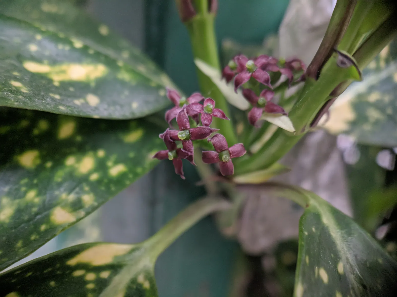 Japanese Aucuba (Aucuba Japonica) — It grows best in part to full shade; purple and red flowers in the garden, image 67