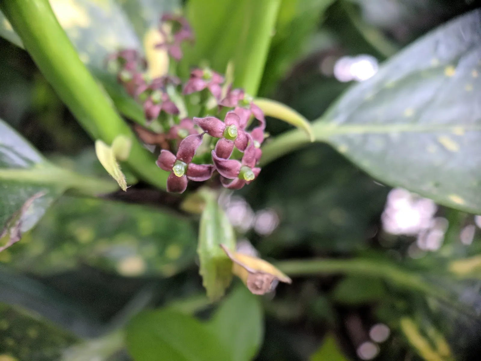 Japanese Aucuba (Aucuba Japonica) — also known as Gold Dust Plant; leathery leaves can reach up to 8 inches long and are a deep green