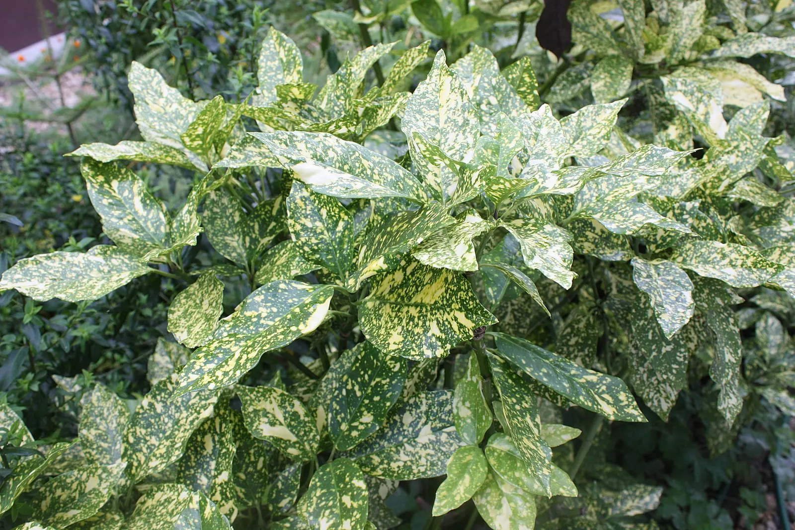 Japanese Aucuba (Aucuba Japonica) — is a striking evergreen shrub that adds a touch of exotic elegance to any landscape