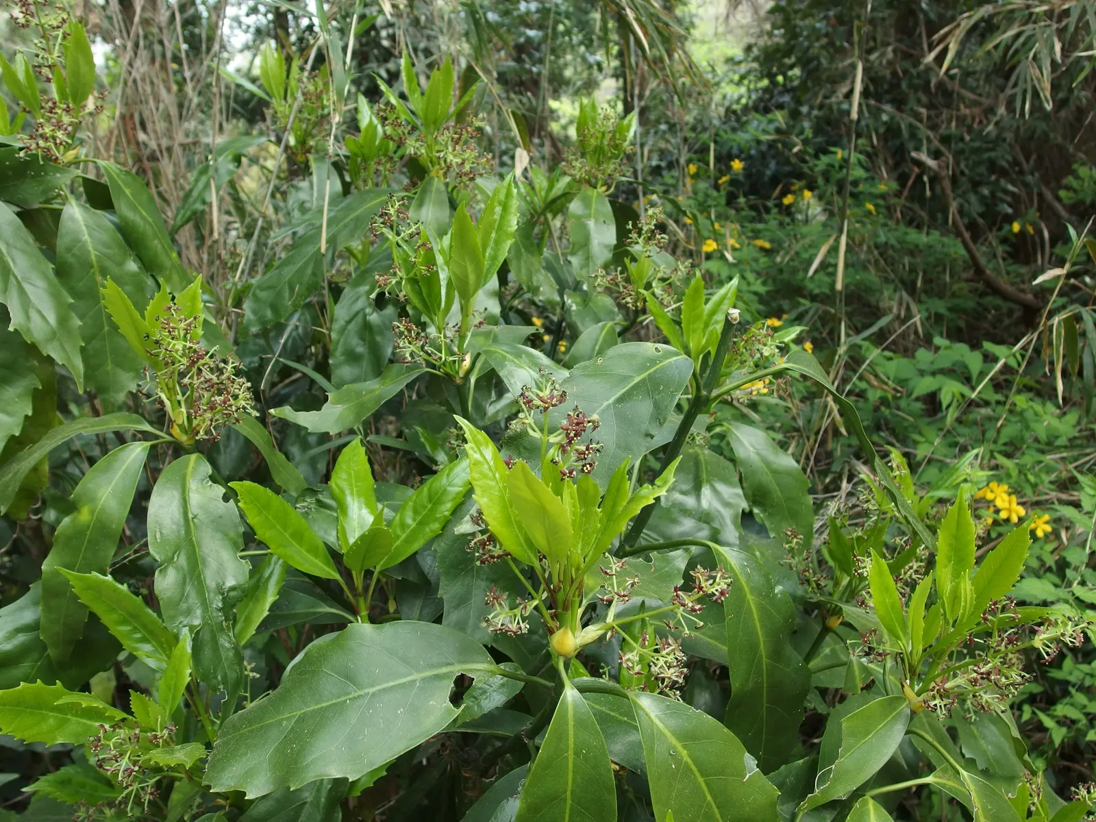 Japanese Aucuba (Aucuba Japonica) — it is a versatile and hardy addition that thrives in USDA zones 7 through 10