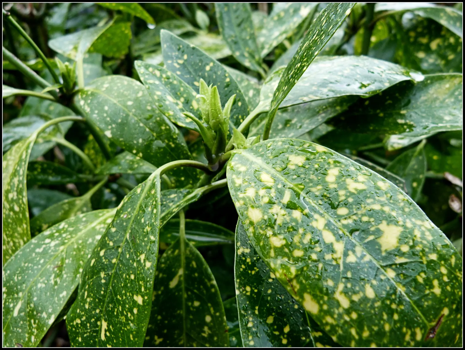 Japanese Aucuba (Aucuba Japonica) — often speckled with eye-catching yellow spots; glossy green leaves speckled with golden yellow dots, image 64