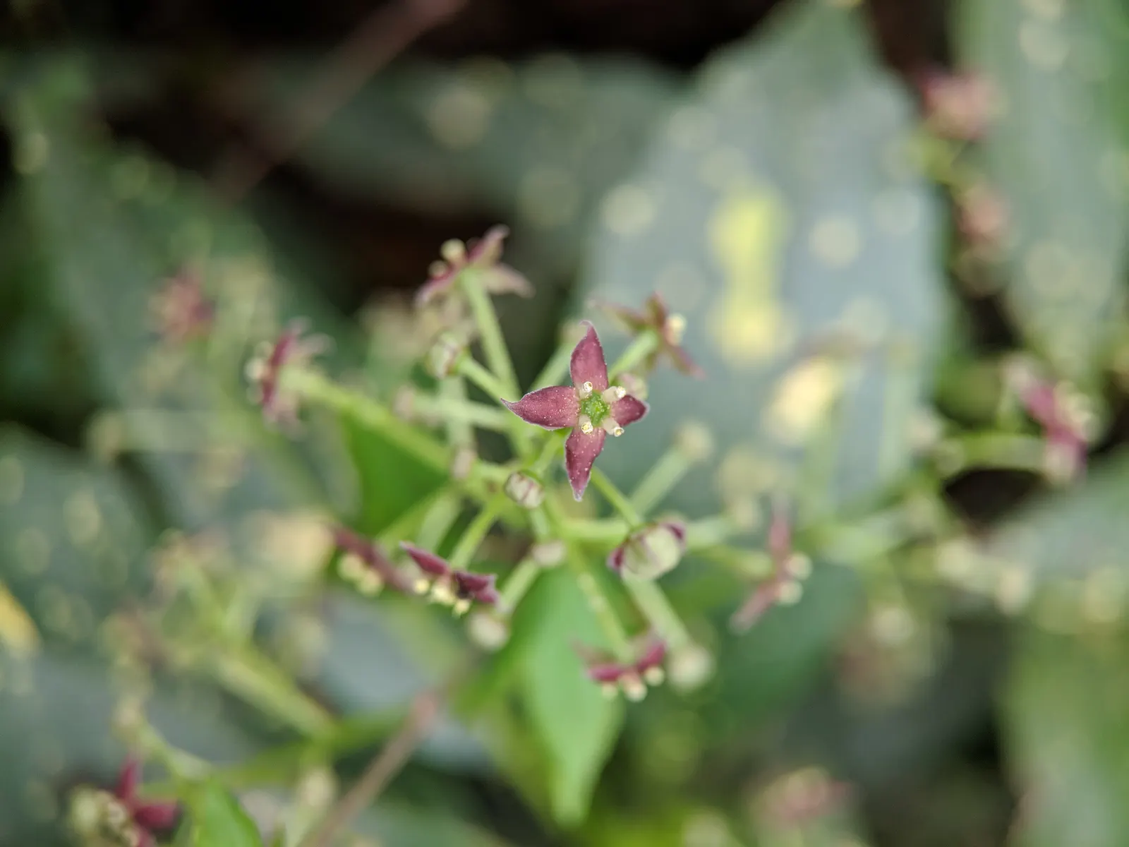 Japanese Aucuba (Aucuba Japonica) — is a striking evergreen shrub that adds a touch of exotic elegance to any landscape; inconspicuous purplish flowers may