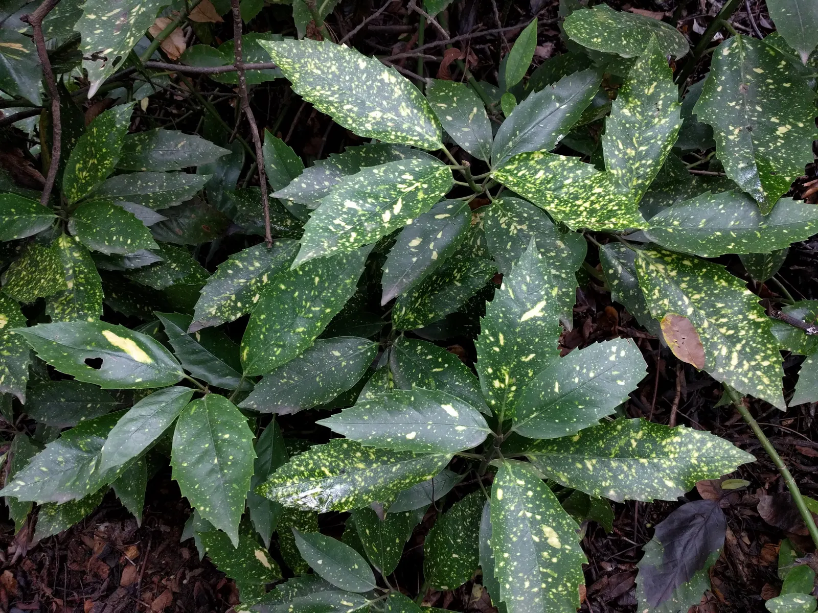 Japanese Aucuba (Aucuba Japonica) — It prefers partial to full shade and well-drained soil; is a striking evergreen shrub that adds a touch of exotic elegance
