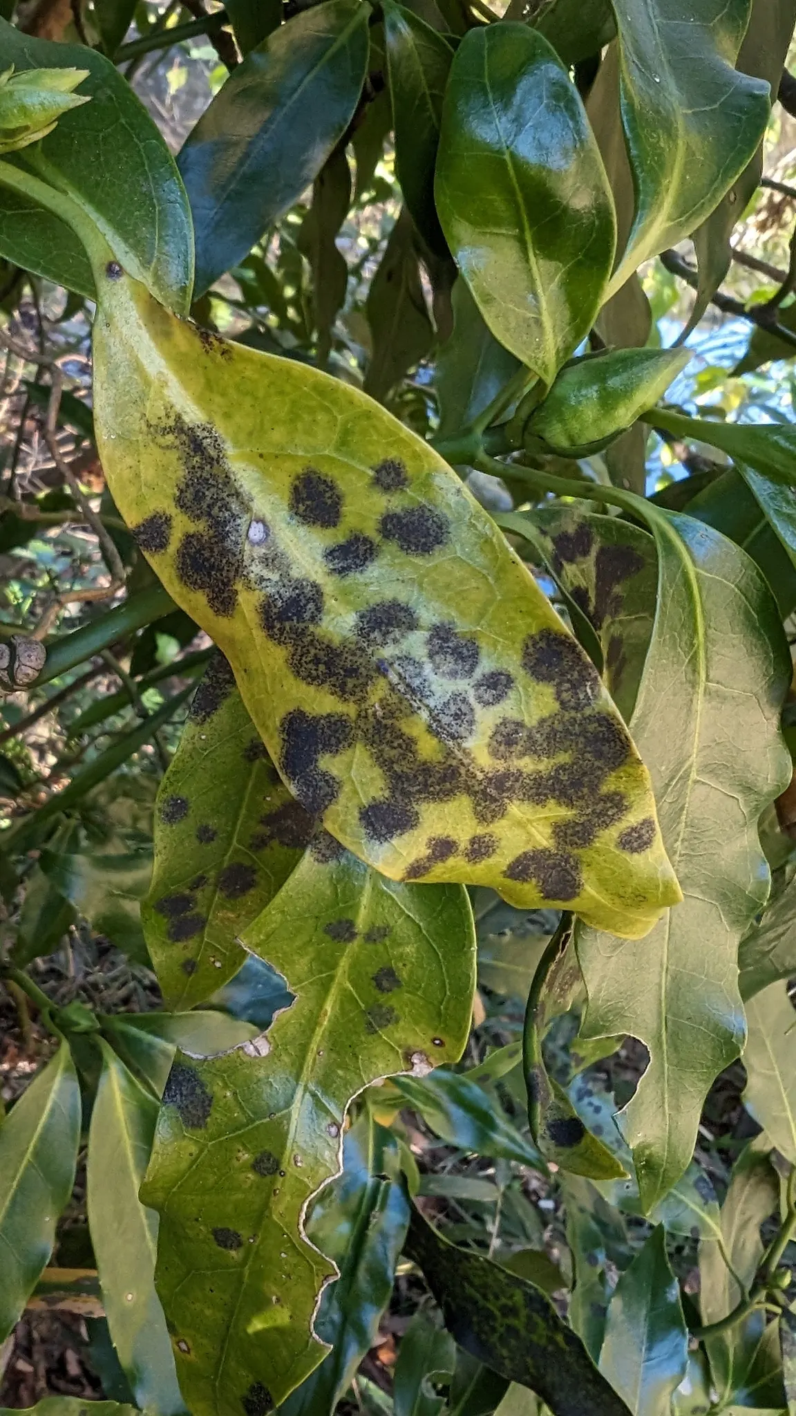 Japanese Aucuba (Aucuba Japonica) — shrub with purple and red blooms; making it ideal for those challenging dimly lit areas where other plants may, image 77