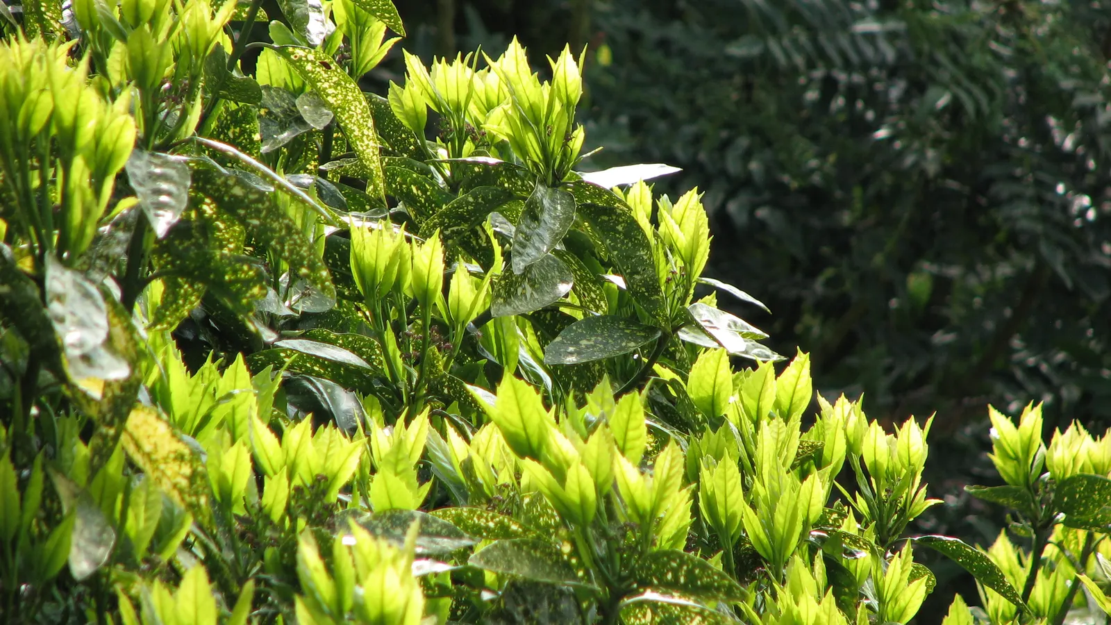 Japanese Aucuba (Aucuba Japonica) — leathery leaves can reach up to 8 inches long and are a deep green; aucuba is also quite drought-tolerant once, image 63