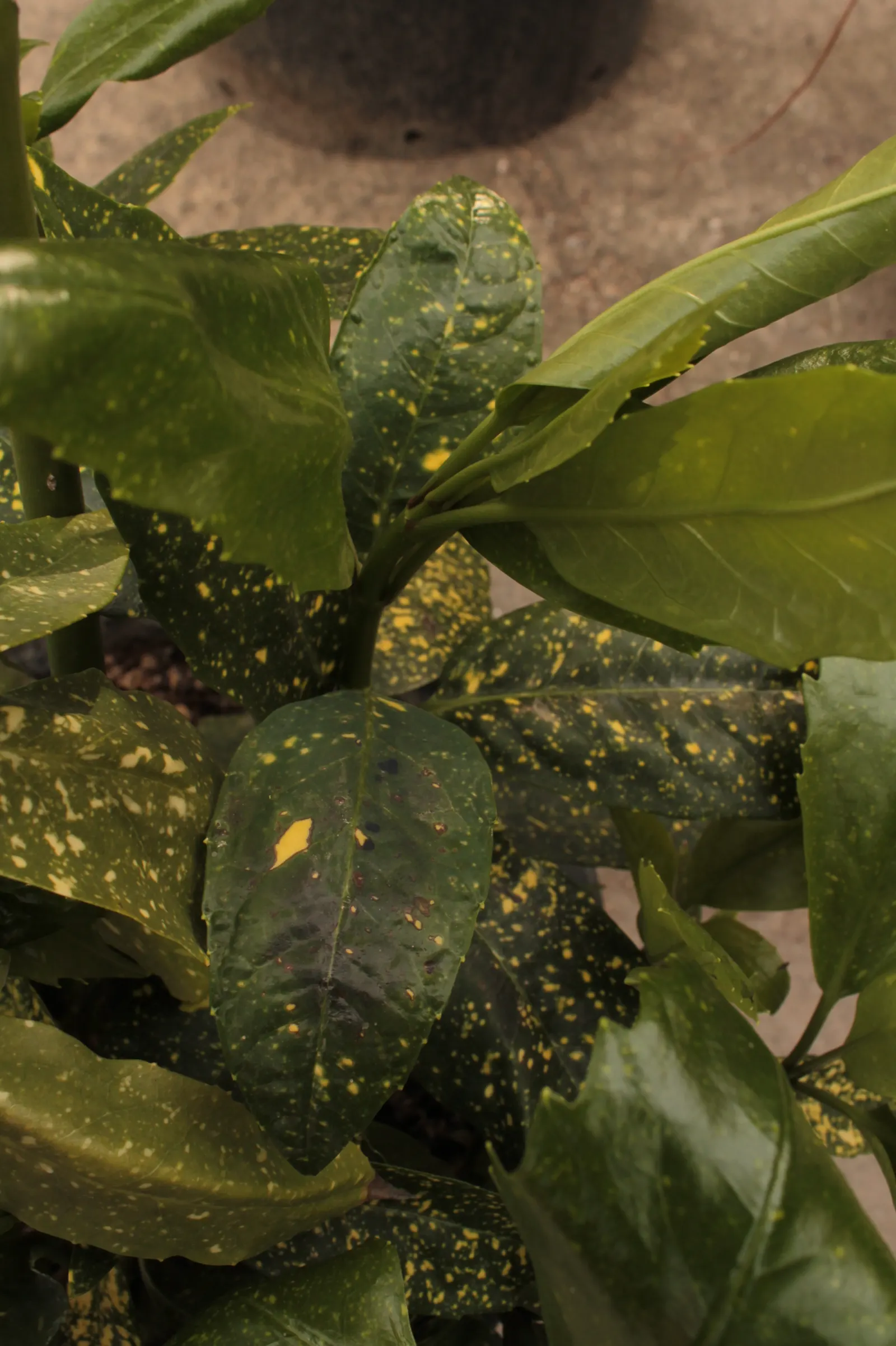 Japanese Aucuba (Aucuba Japonica) — glossy green leaves speckled with golden yellow dots; requiring minimal pruning to maintain its shape and can, image 81