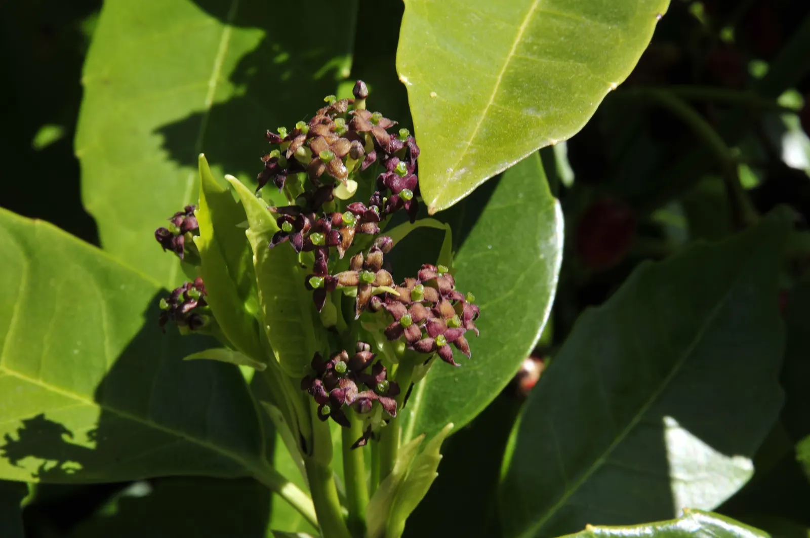 Japanese Aucuba (Aucuba Japonica) — glossy green leaves speckled with golden yellow dots; requiring minimal pruning to maintain its shape and can, image 55