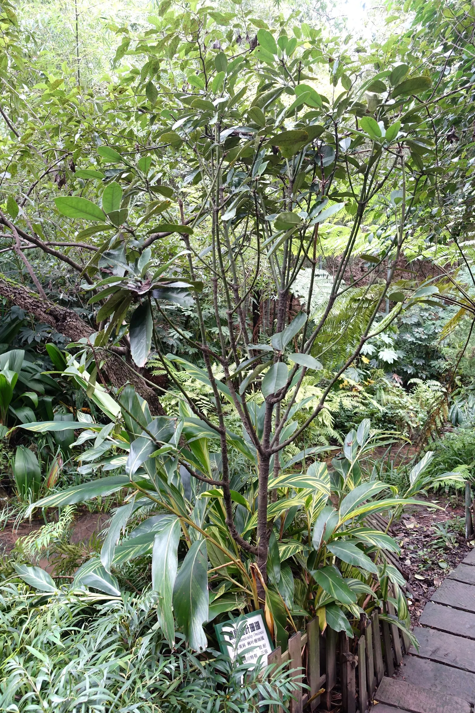 Japanese Aucuba (Aucuba Japonica) — often speckled with eye-catching yellow spots; glossy green leaves speckled with golden yellow dots