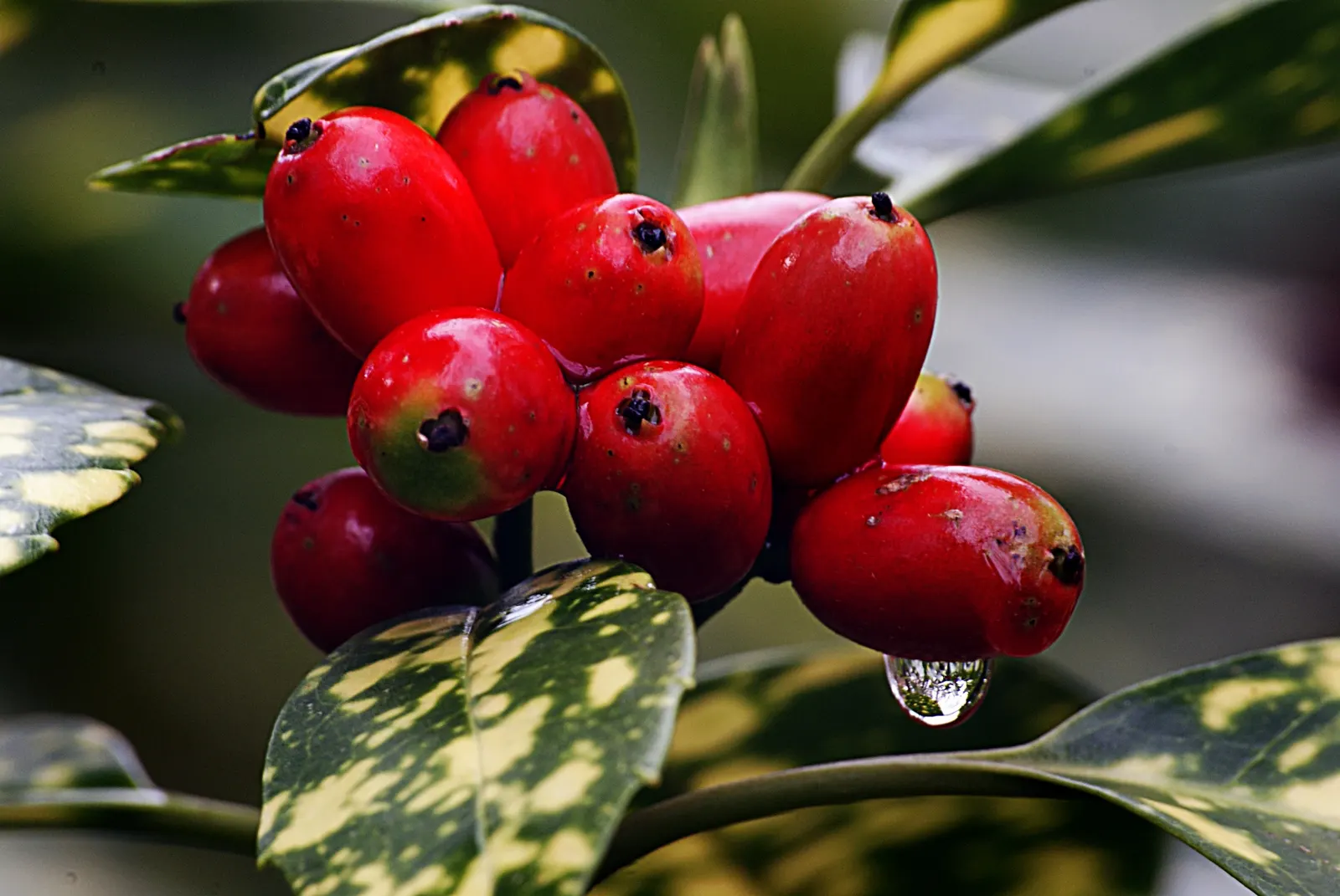 Japanese Aucuba (Aucuba Japonica) — offering both visual appeal and practicality to their garden oasis; also known as Gold Dust Plant, image 75