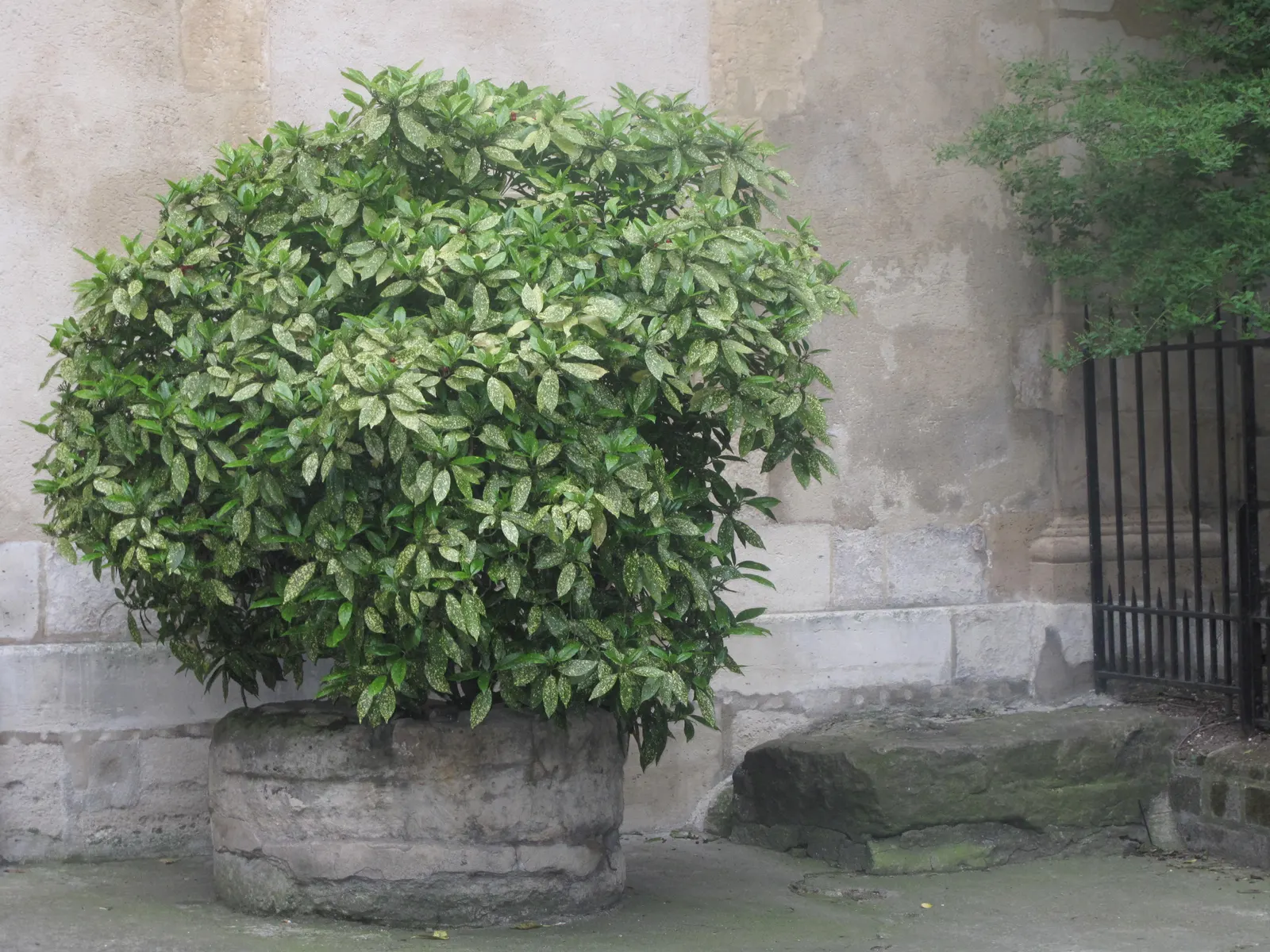 Japanese Aucuba (Aucuba Japonica) — requiring minimal pruning to maintain its shape and can handle urban pollution; making it suitable for city, image 70