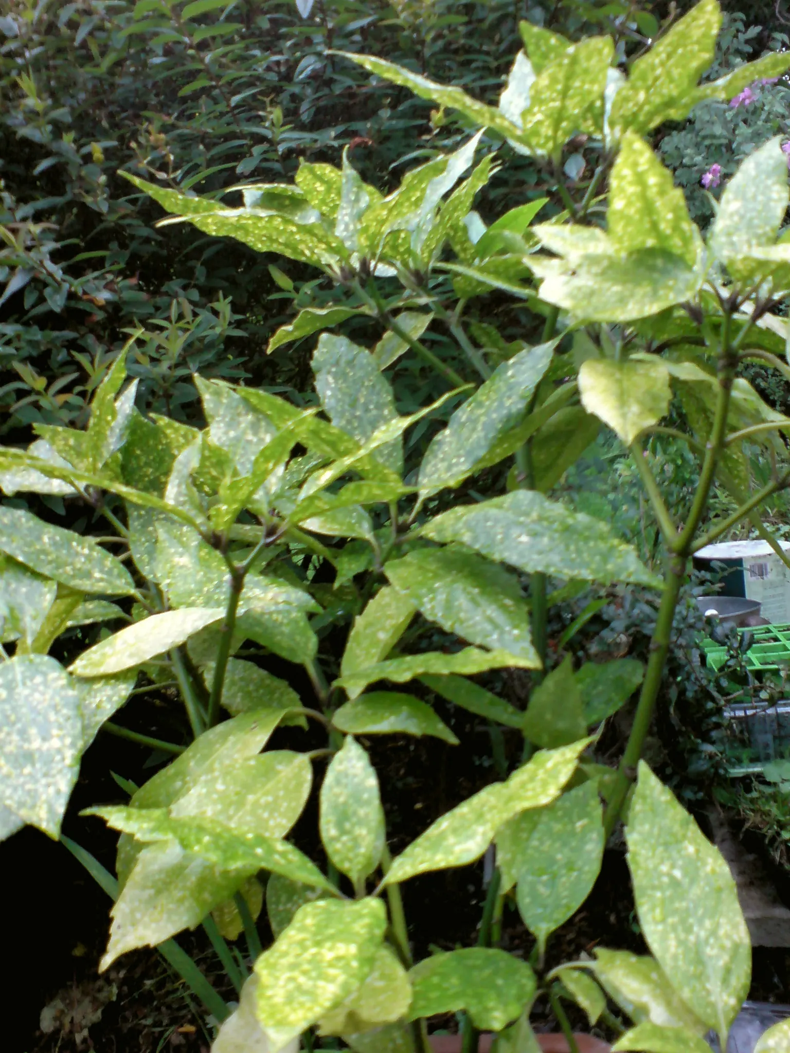 Japanese Aucuba (Aucuba Japonica) — making it suitable for city gardens.<br><br>When incorporating Aucuba japonica into a landscape design; shrub, image 71