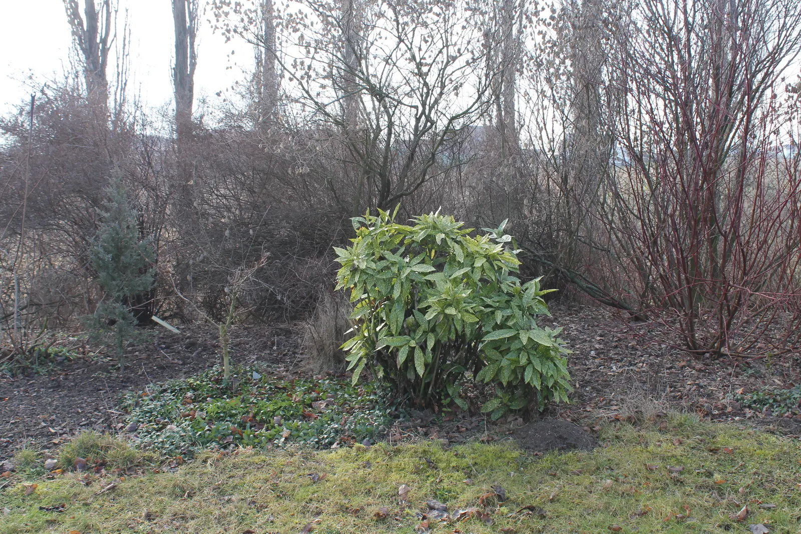 Japanese Aucuba (Aucuba Japonica) — shrub with purple and red blooms