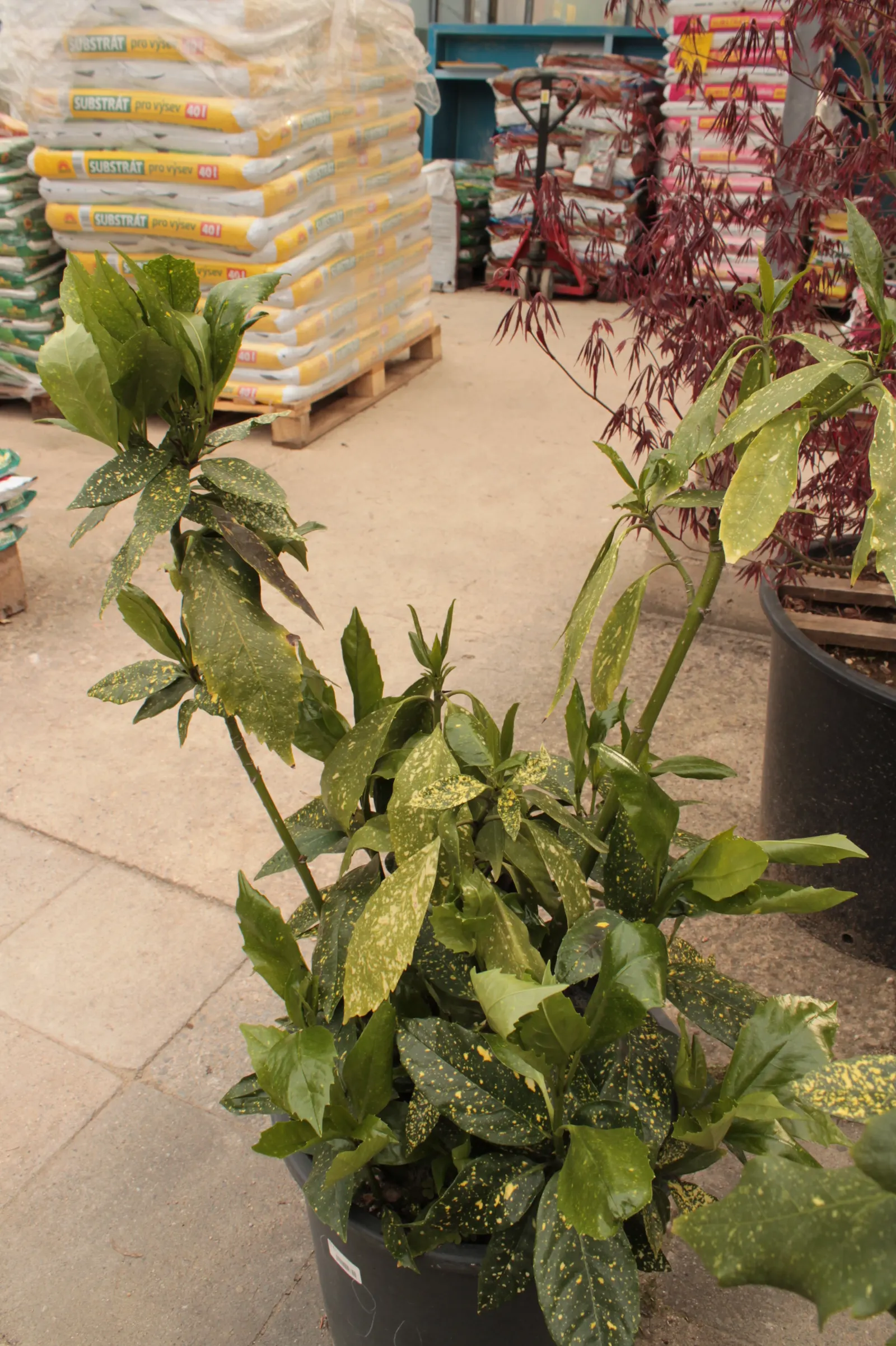 Japanese Aucuba (Aucuba Japonica) — shrub for deep shade or half or shade; offering both visual appeal and practicality to their garden oasis, image 78