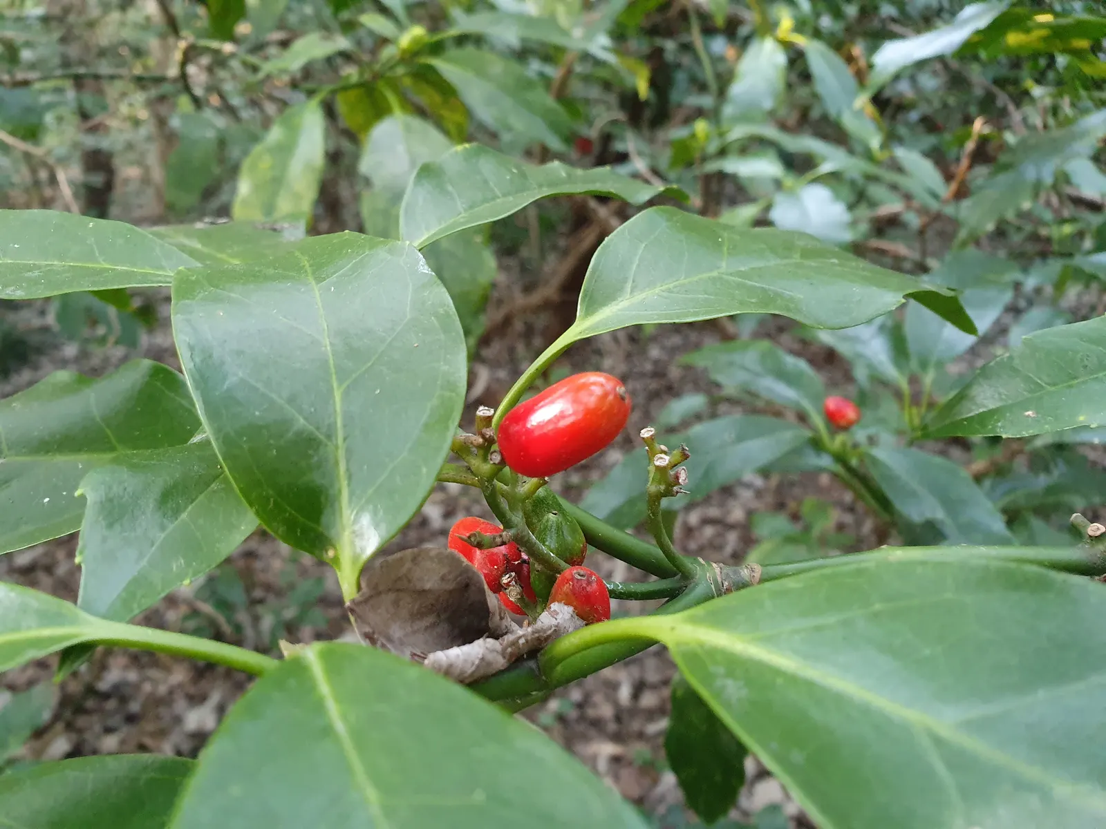 Japanese Aucuba (Aucuba Japonica) — Its dramatic foliage provides stunning contrast against lighter; followed by bright red berries in the fall if, image 73